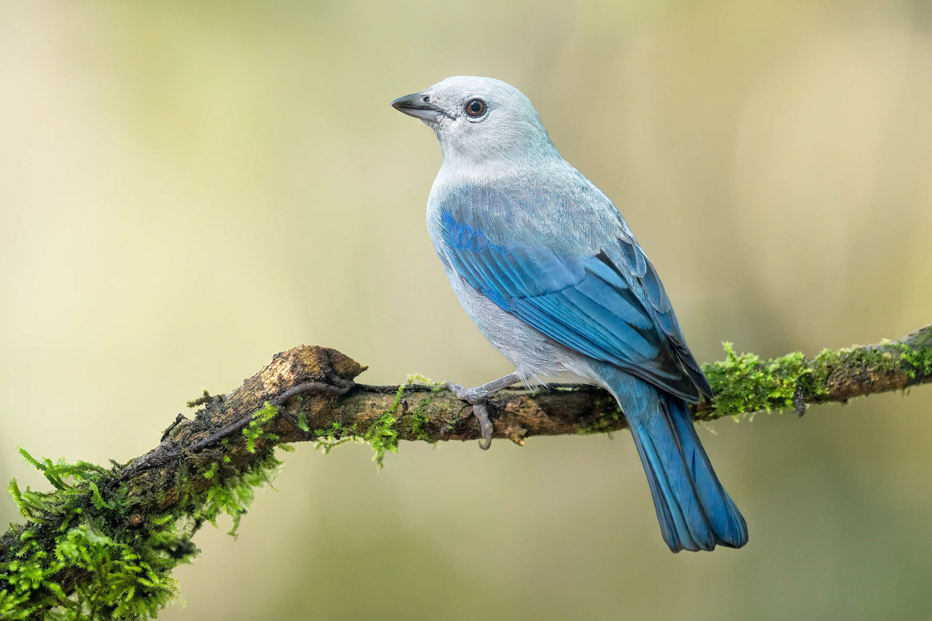 Blue-grey Tanager (Arenal, Costa Rica)