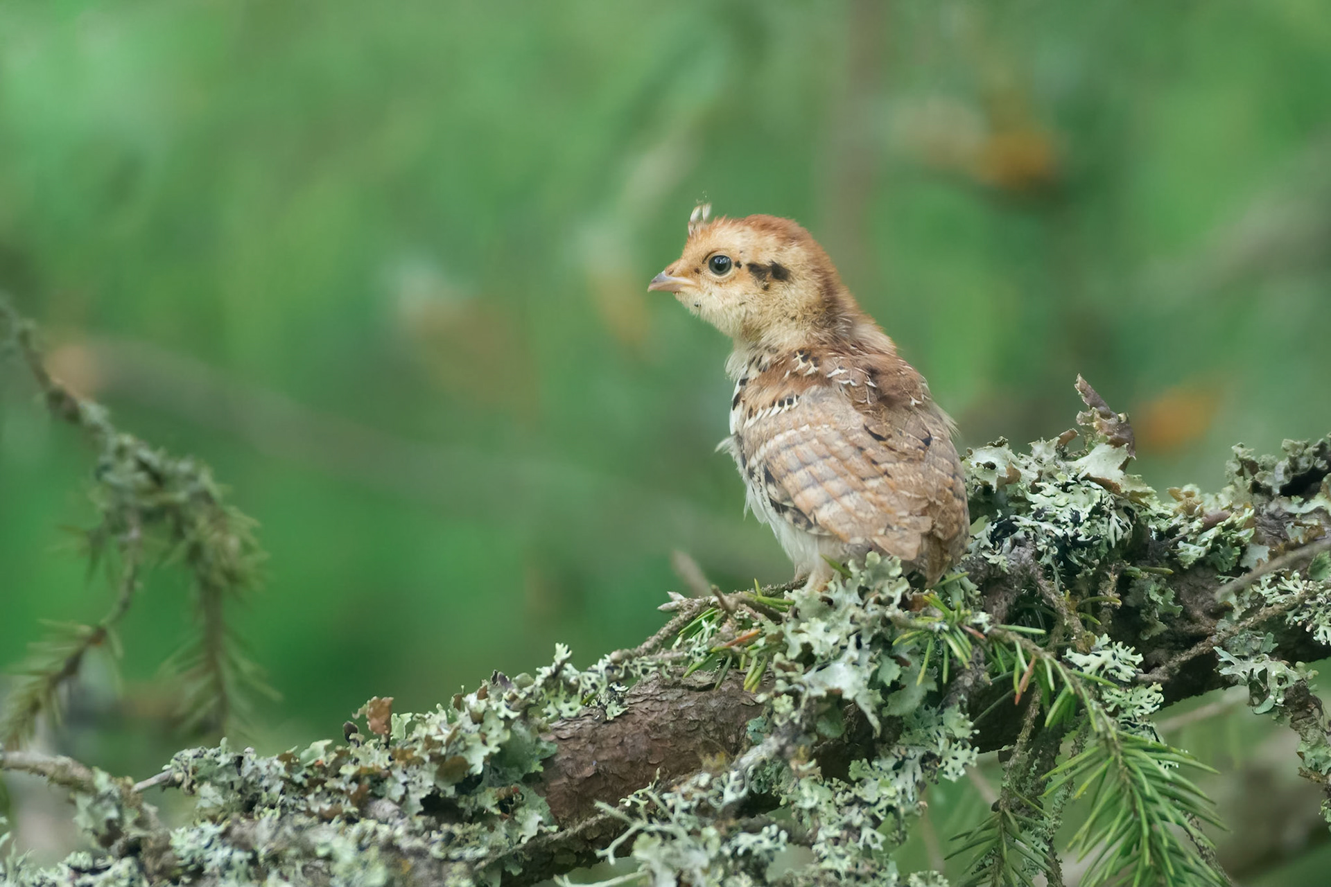 Hazel Grouse (Masku, Finland)