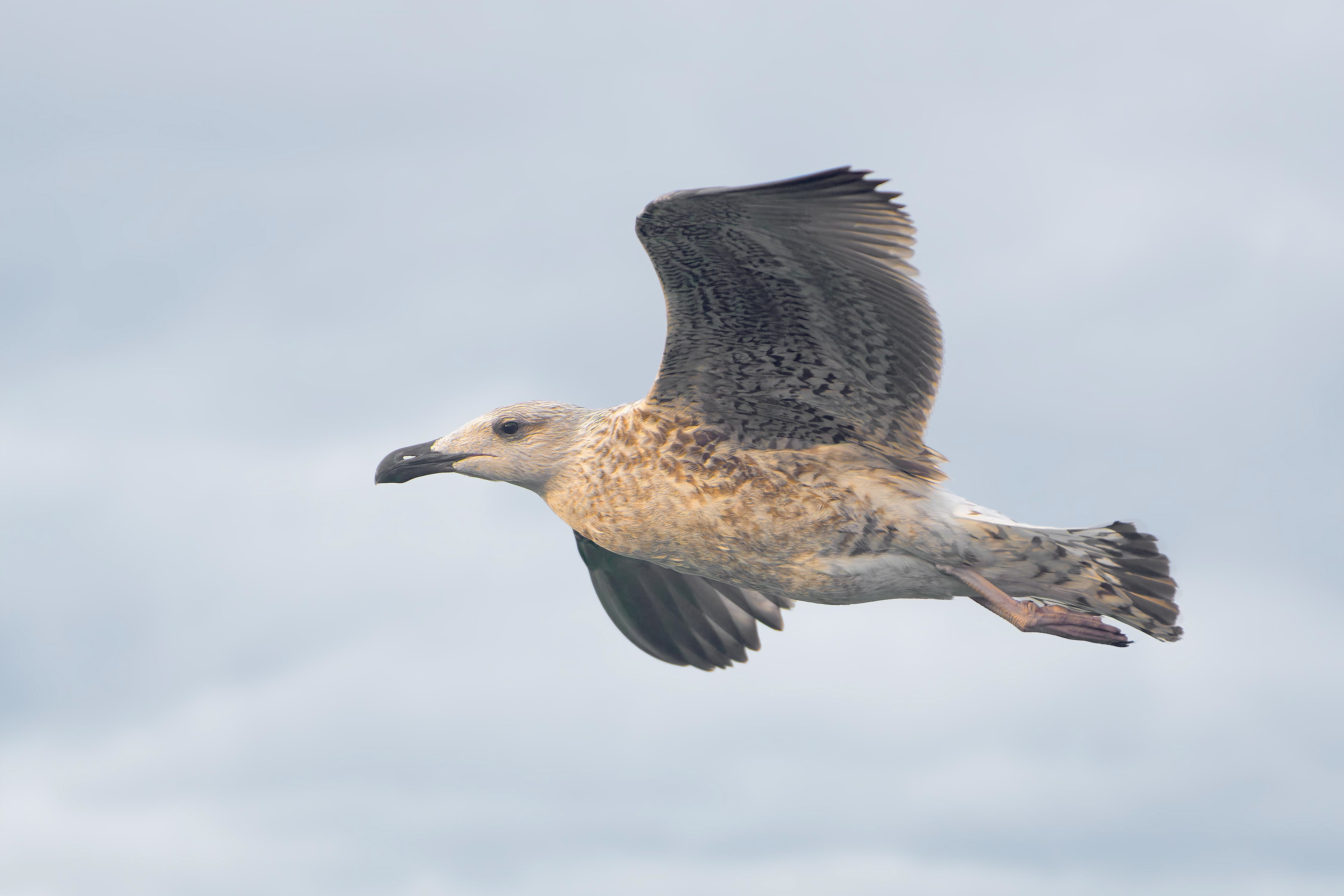 Great Black-backed Gull (Roscoff, France)