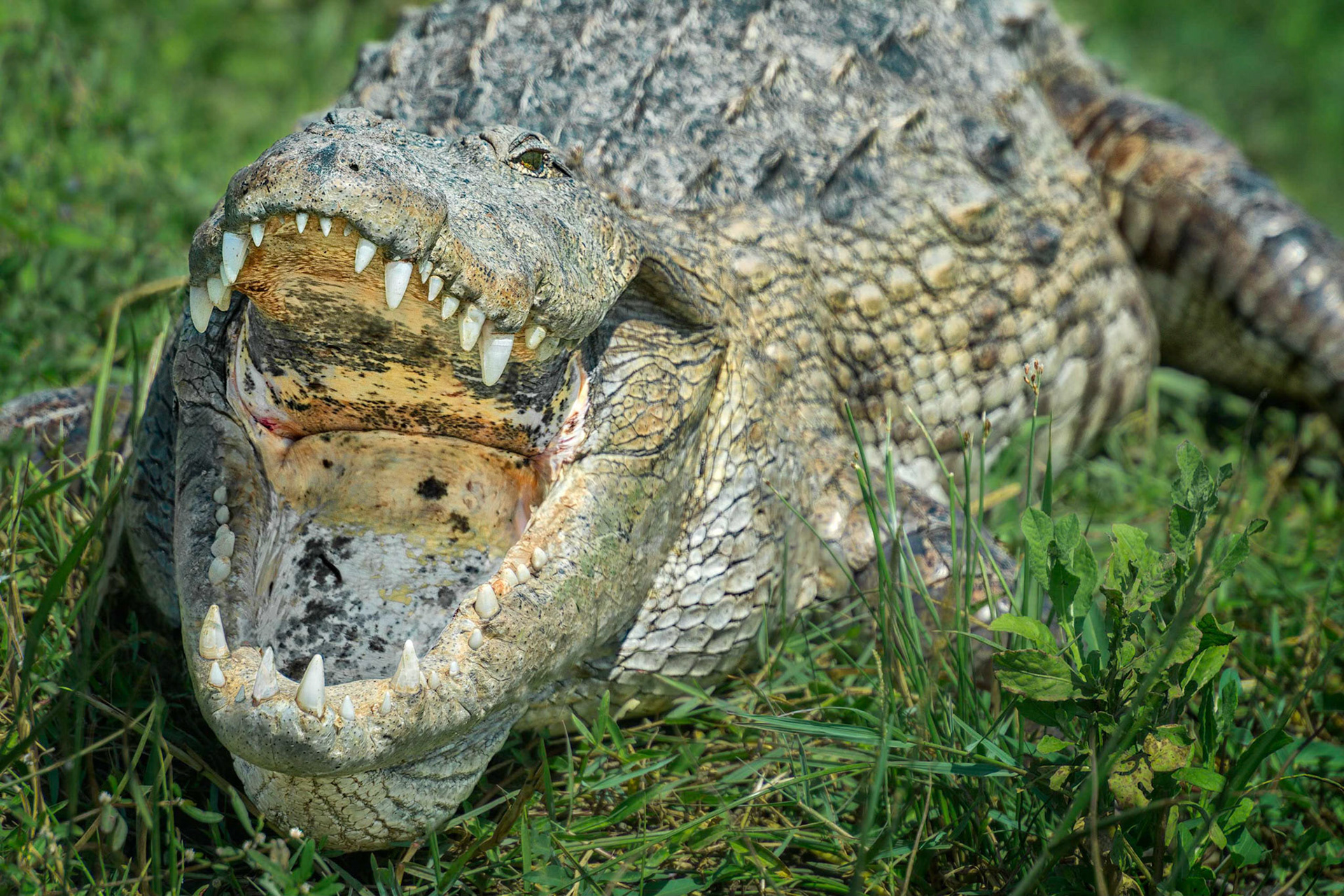Saltwater Crocodile (Bundala, Sri Lanka)