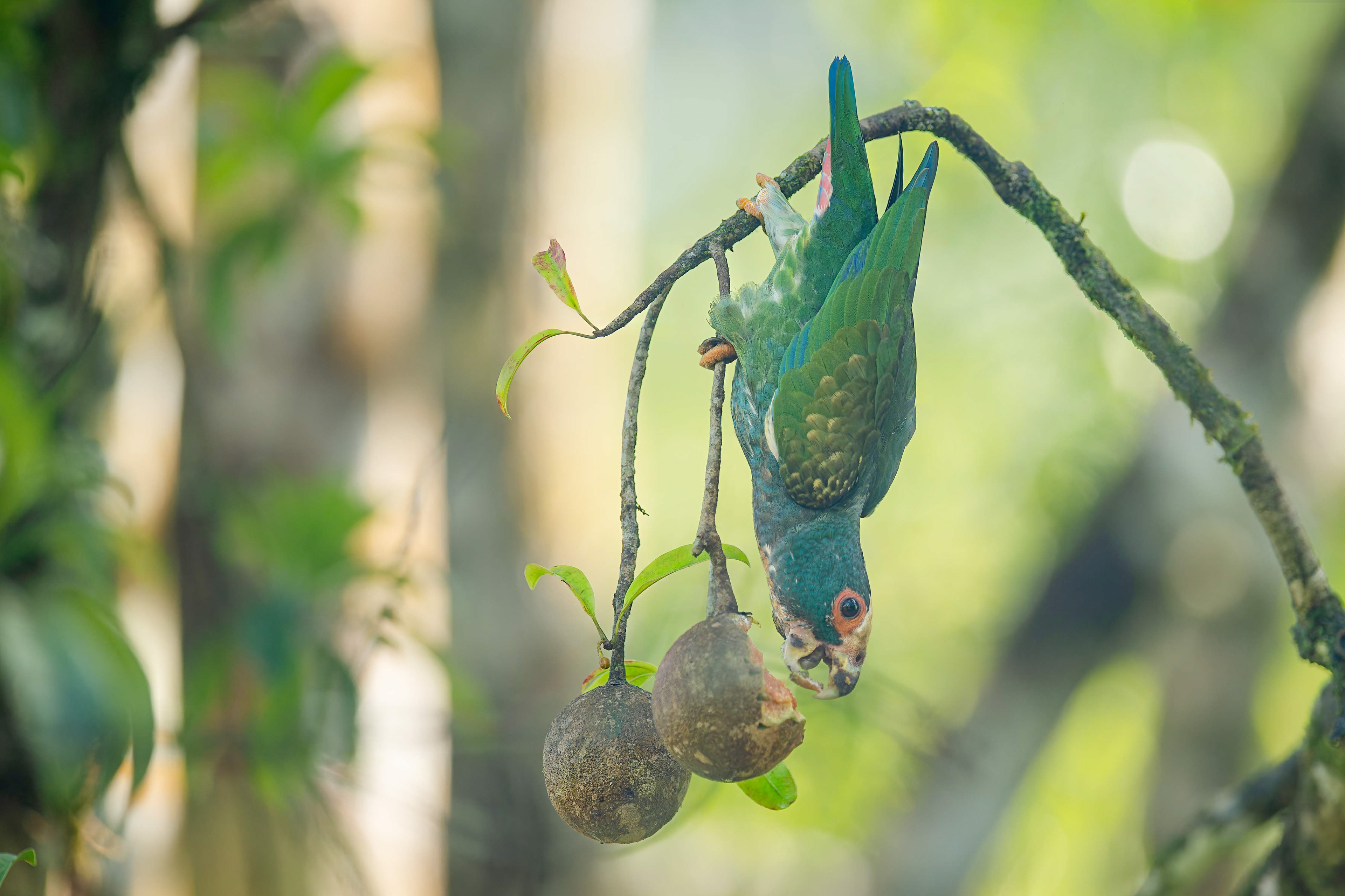 White-crowned Parrot (Sarapiqui, Costa Rica)