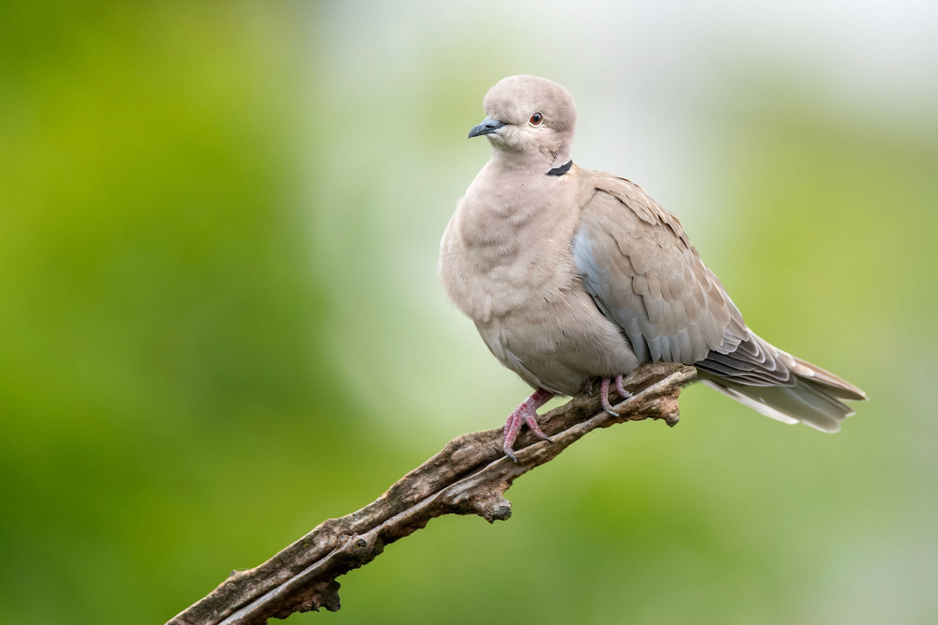 Collared Dove (Brussels, Belgium)