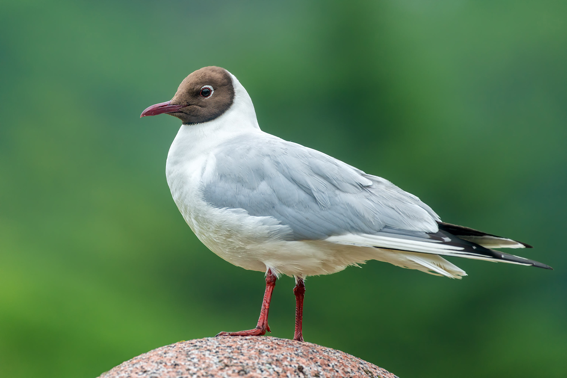 bird, black-headed gull, Masku, Finland
