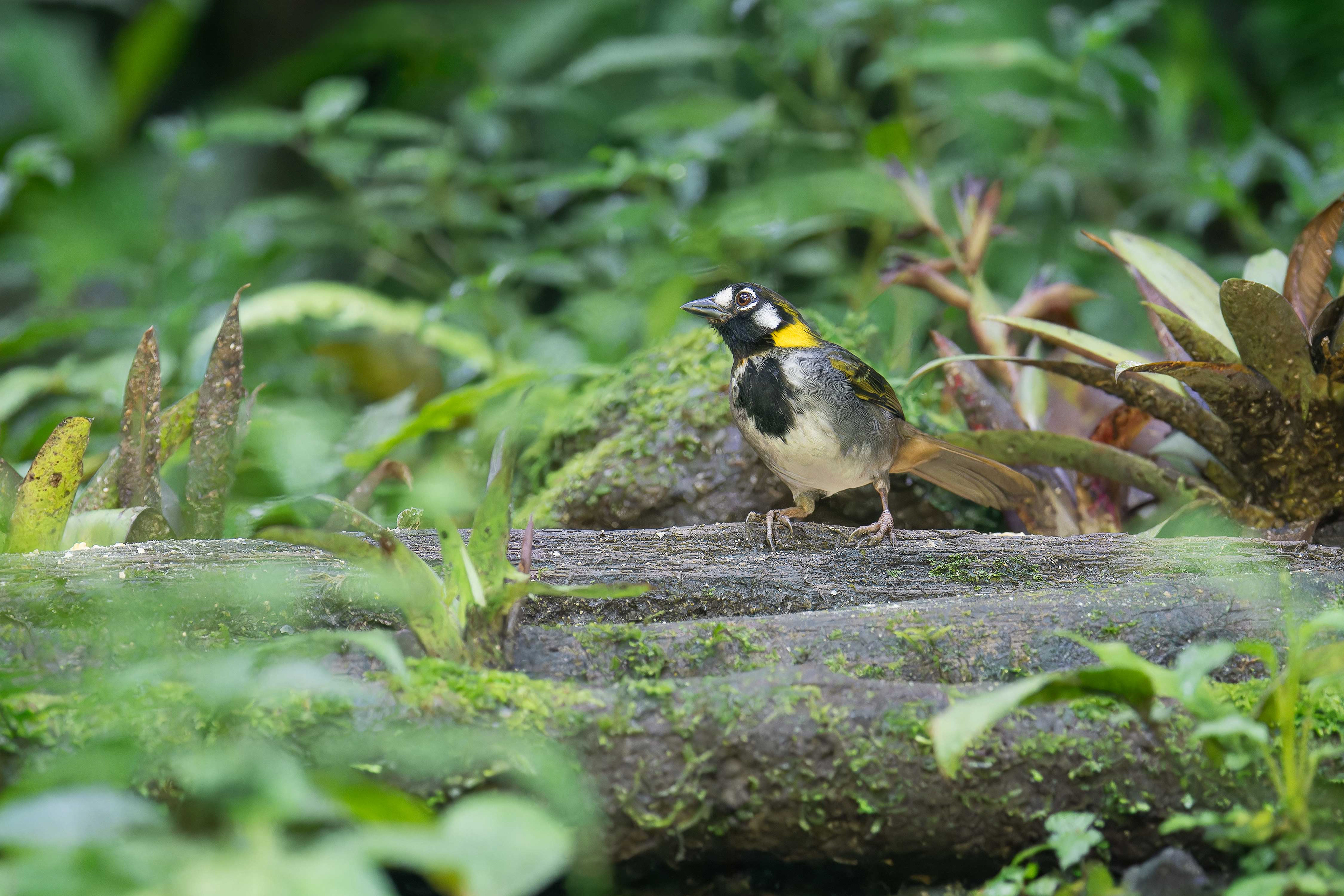 White-eared Ground-sparrow (Cachi, Costa Rica)