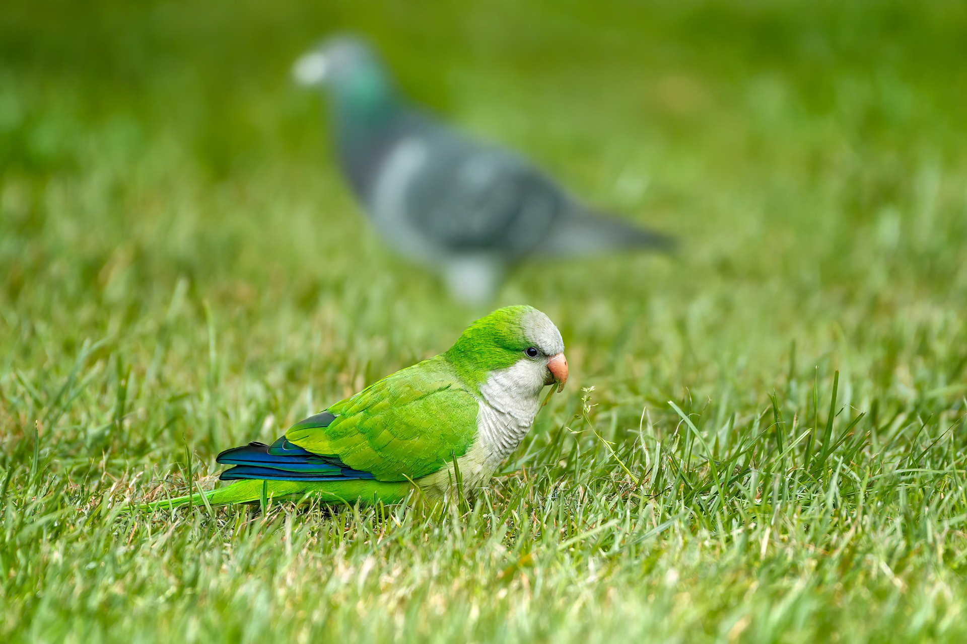 bird, monk parakeet, Brussels, Belgium