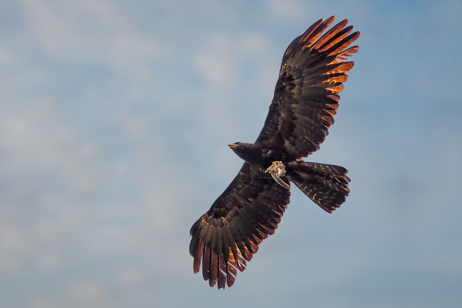 bird, black eagle, Sinharaja, Sri Lanka