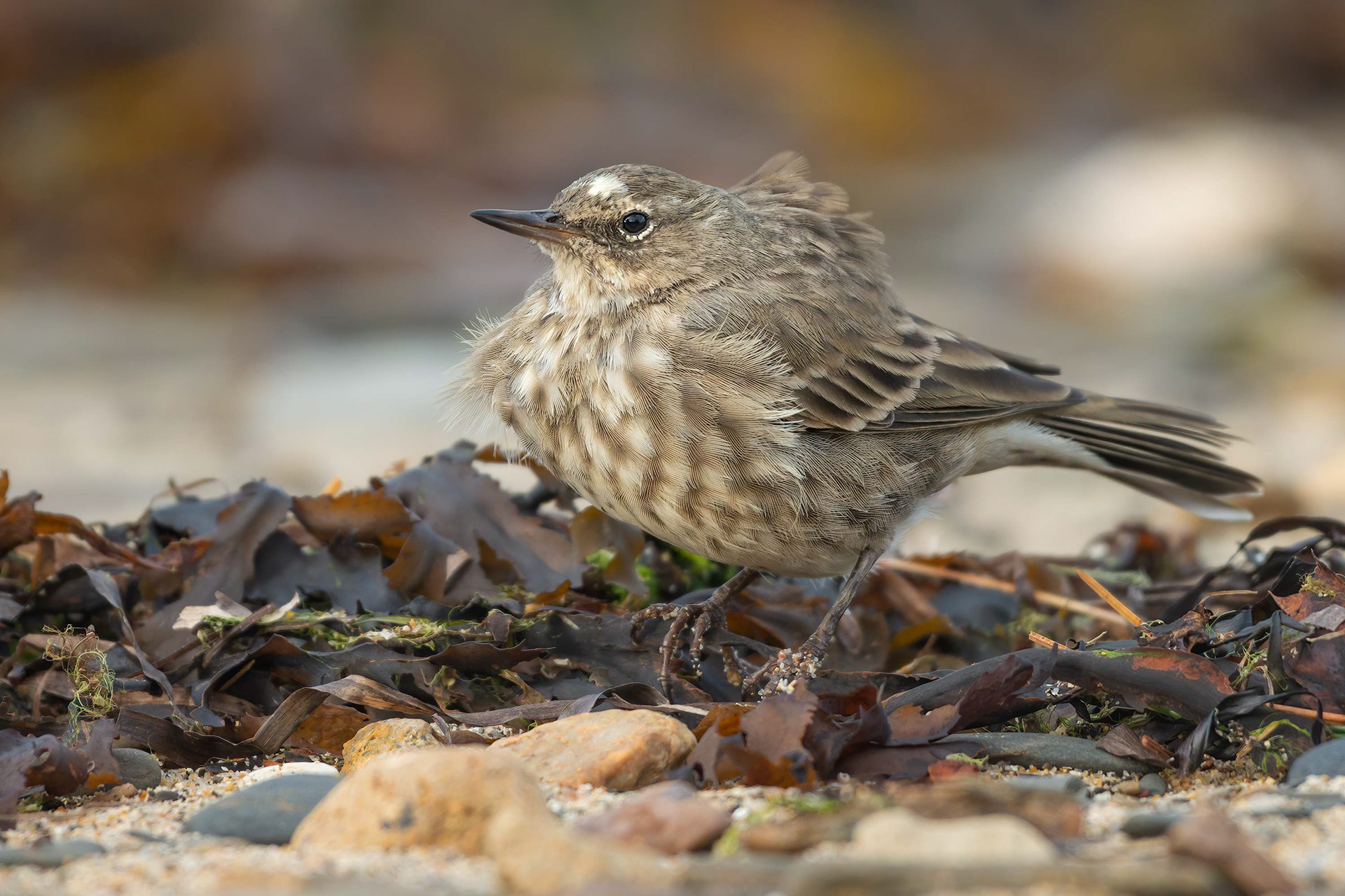 bird, rock pipit, Le Fret, France