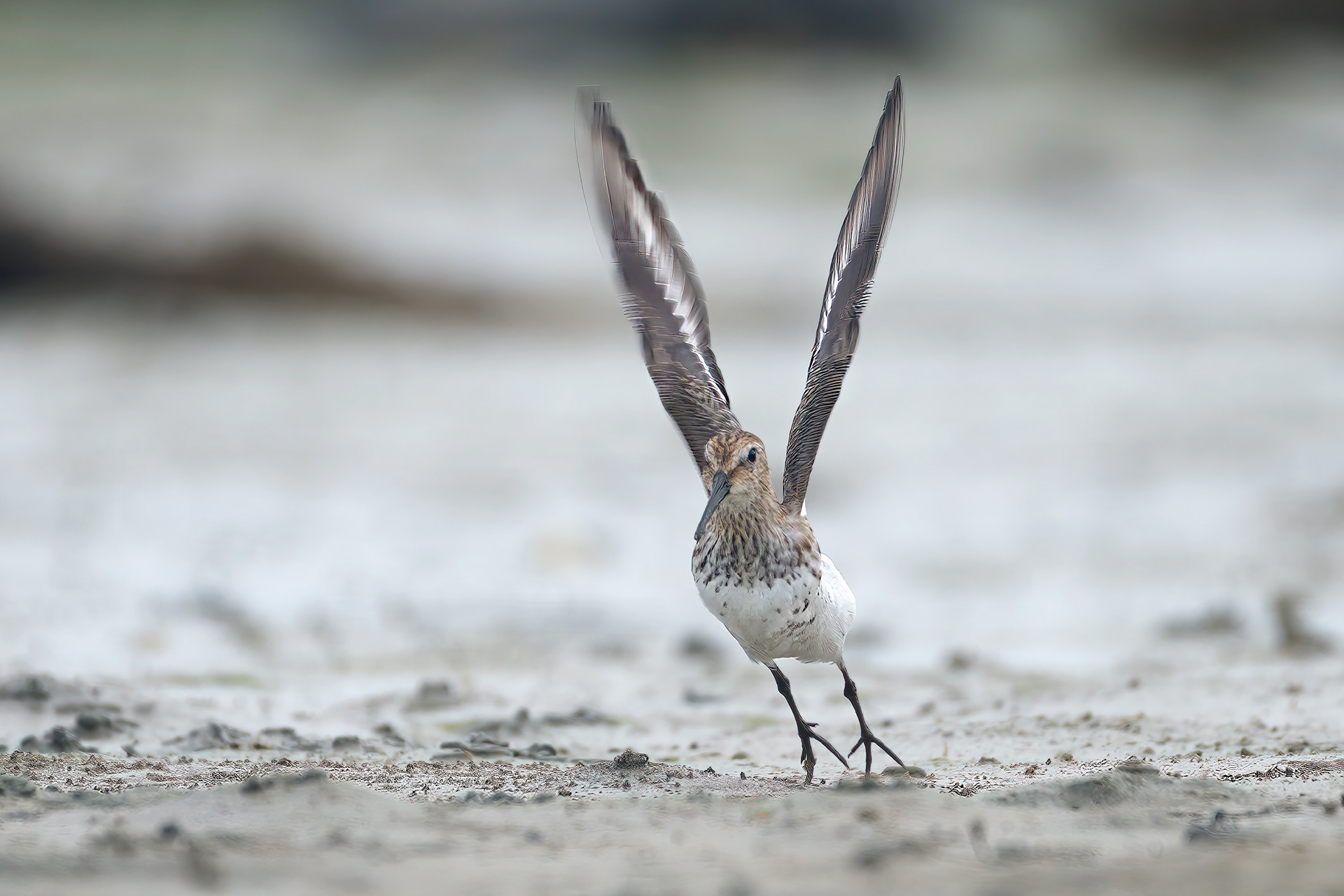 bird, dunlin, France, Keremma