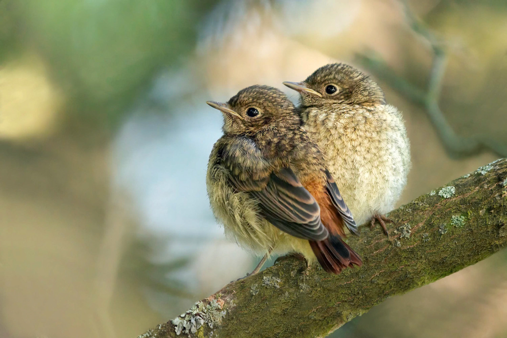 Common Redstart (Turku, Finland)