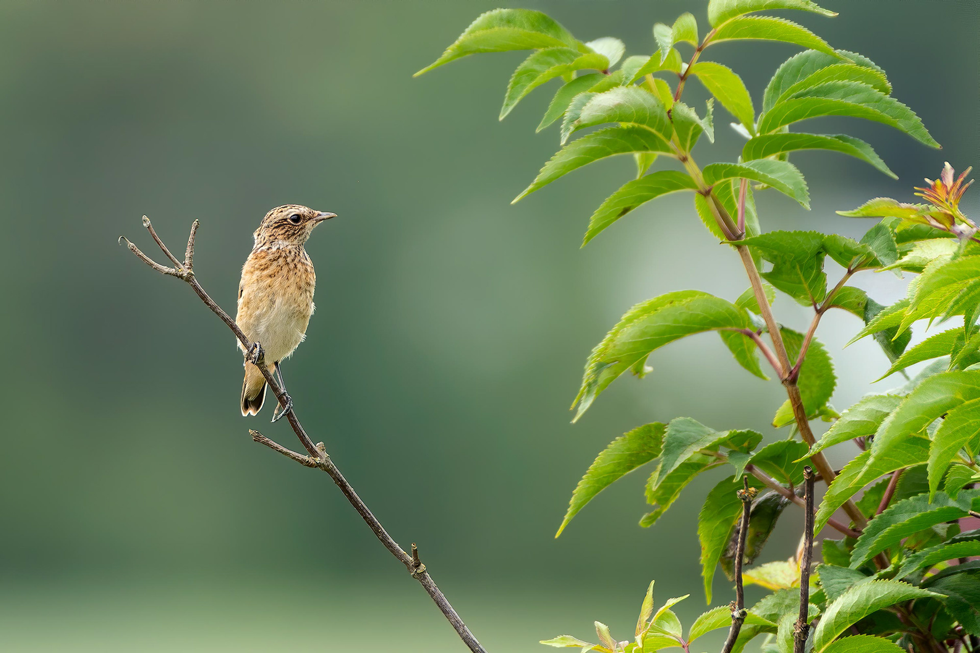 bird, juvinile whinchat, Masku, Finland