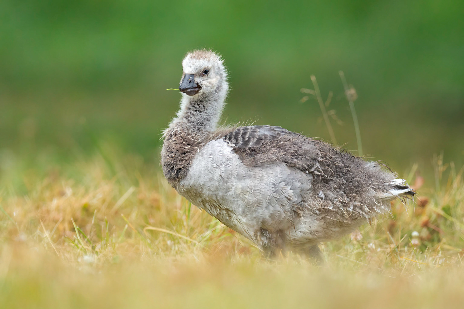 Barnacle Goose (Ruissalo, Finland)