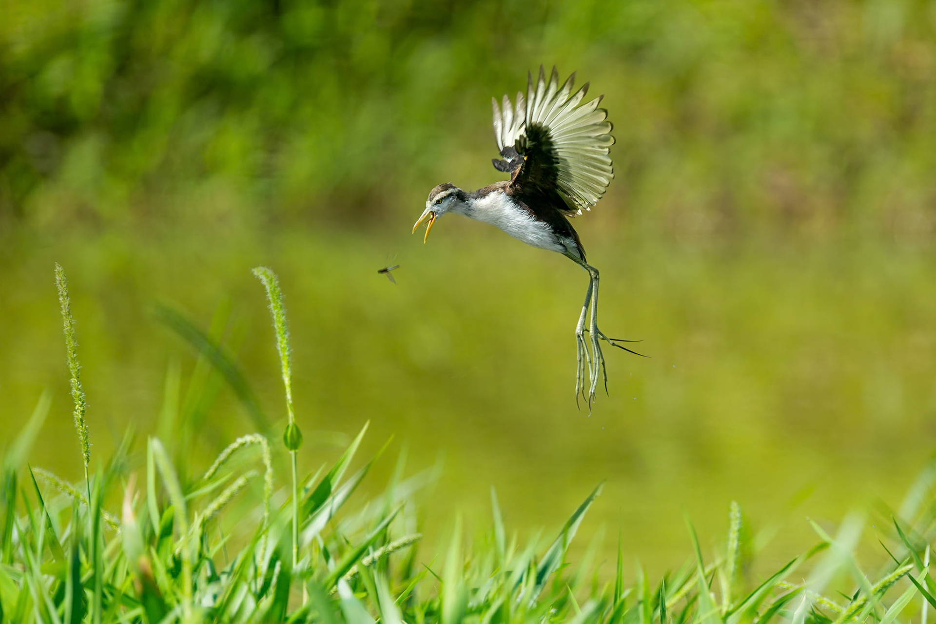 Northern Jacana (Sarapiqui, Costa Rica)