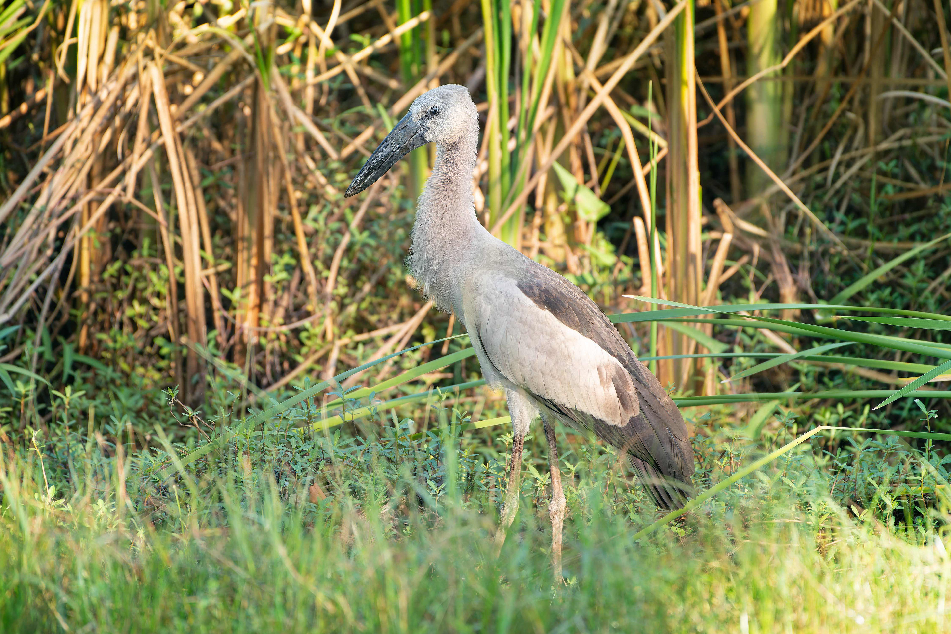 Asian Openbill (Minneriya, Sri Lanka)