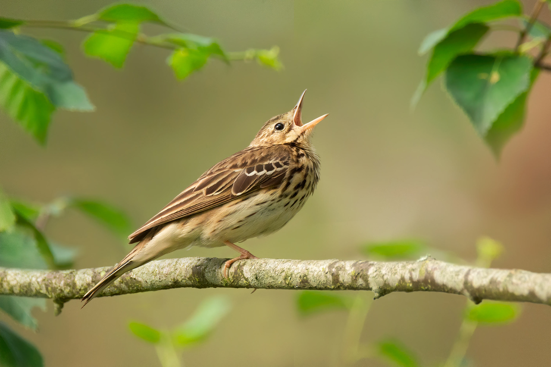 tree pipit, Masku, Finland
