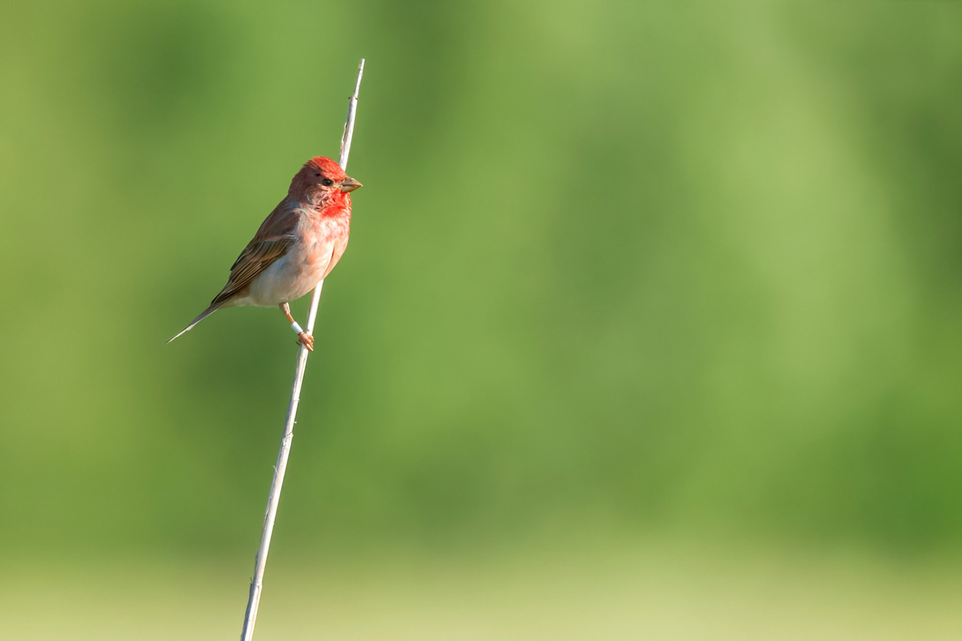 Common Rosefinch (Raisio, Finland)