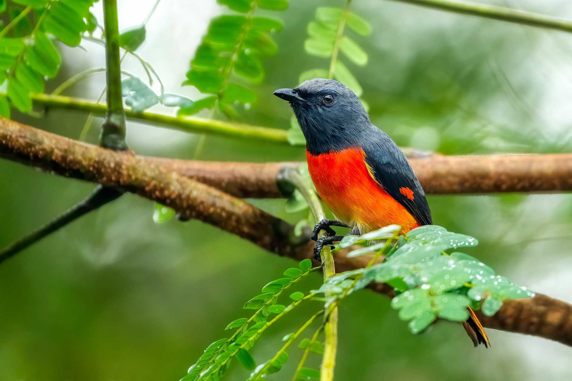 bird, small minivet, Habarana, Sri Lanka