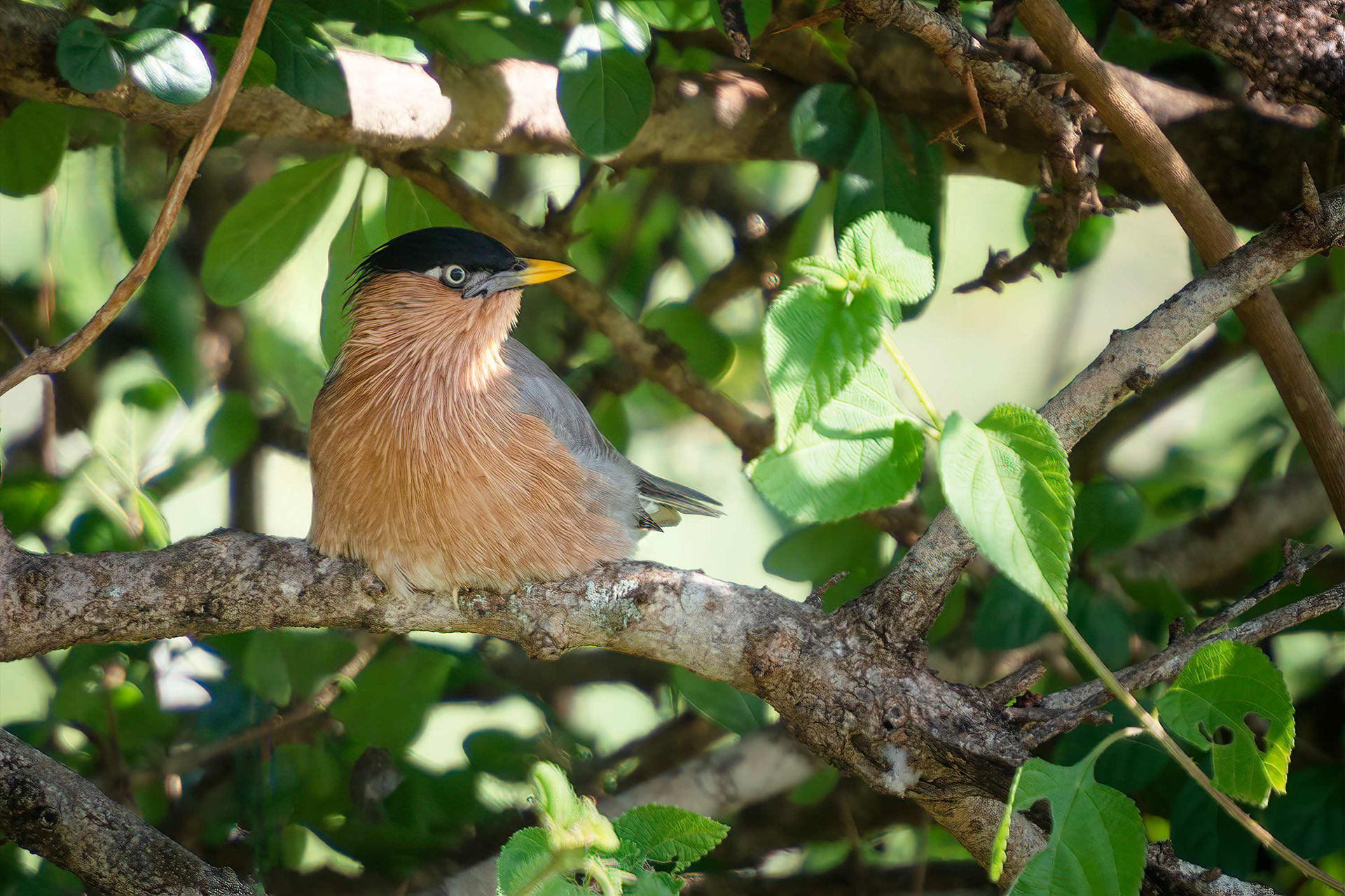 bird, Brahminy starling, Bundala, Sri Lanka