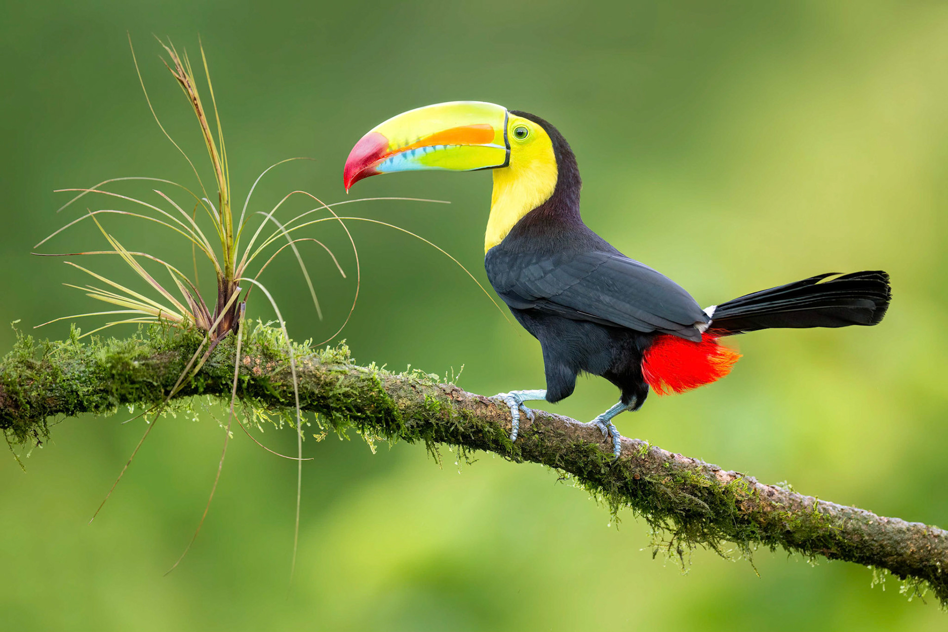 Keel-billed Toucan (Boca Tapada, Costa Rica)