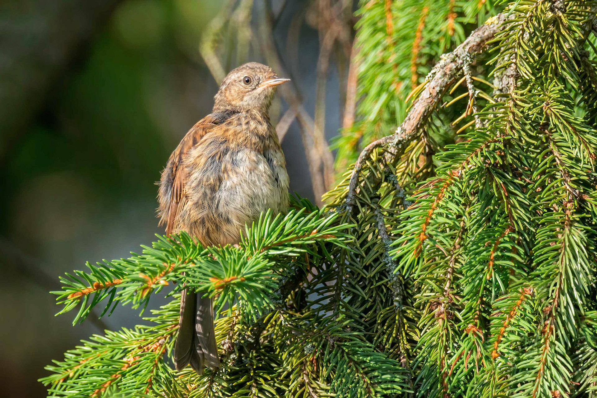 Dunnock (Brussels, Belgium)