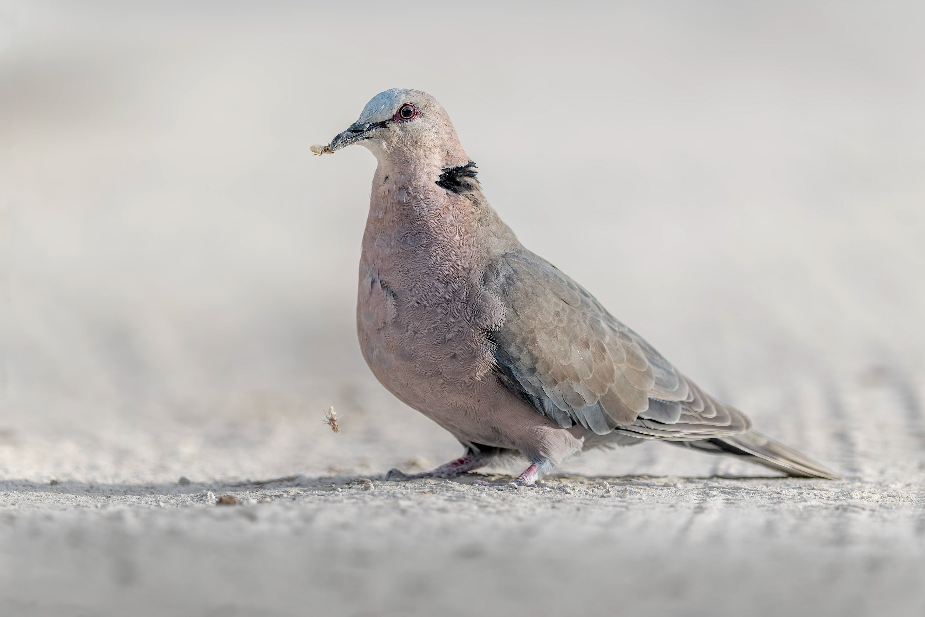 Red-eyed Dove (Rundu, Namibia)
