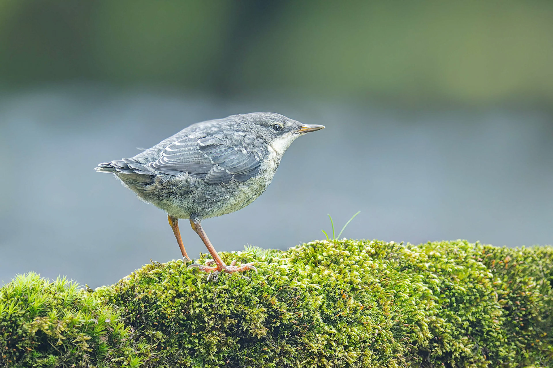 White-throated Dipper (Kasperske Hory, Czech Republic)