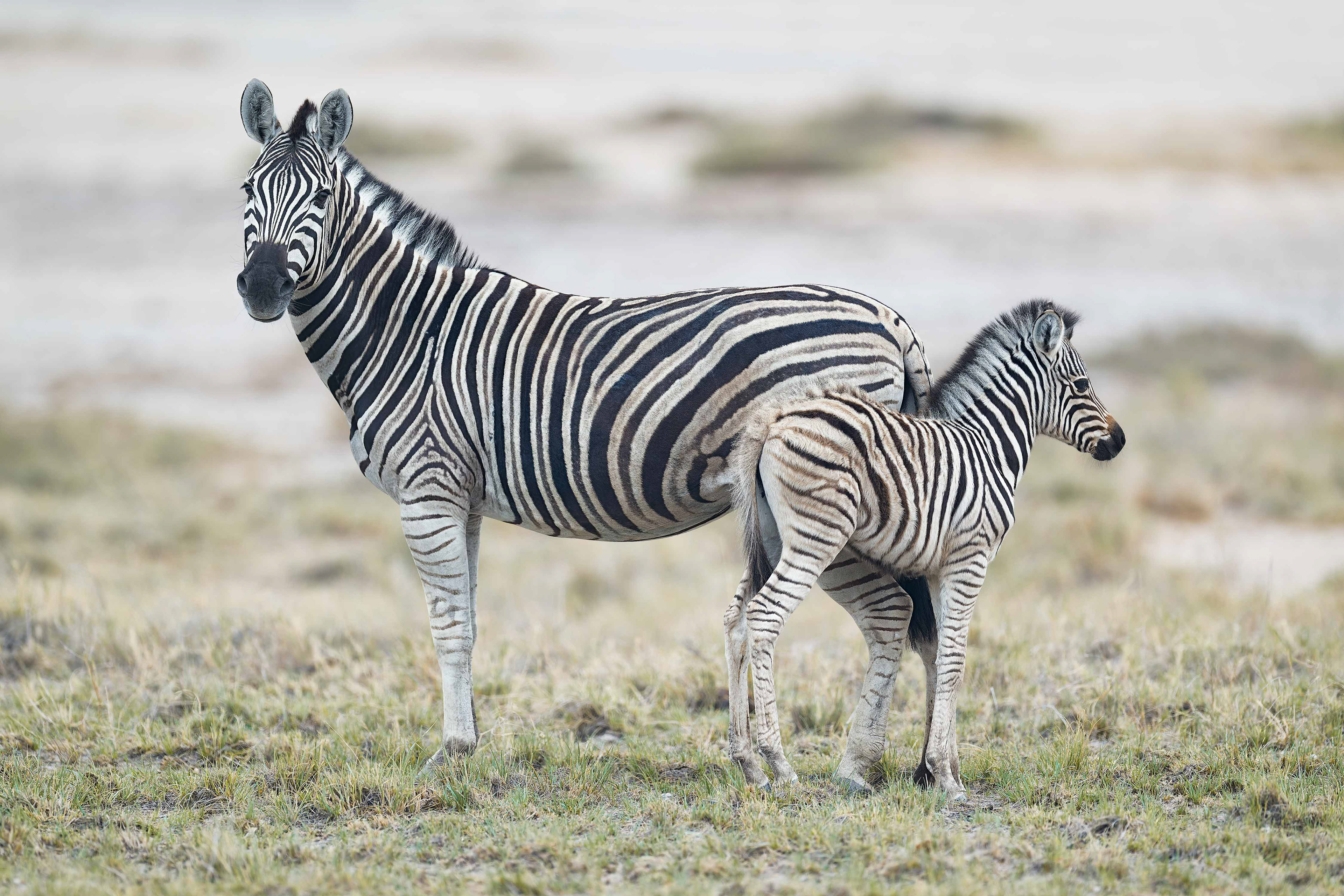 Plains Zebra (Etosha, Namibia)
