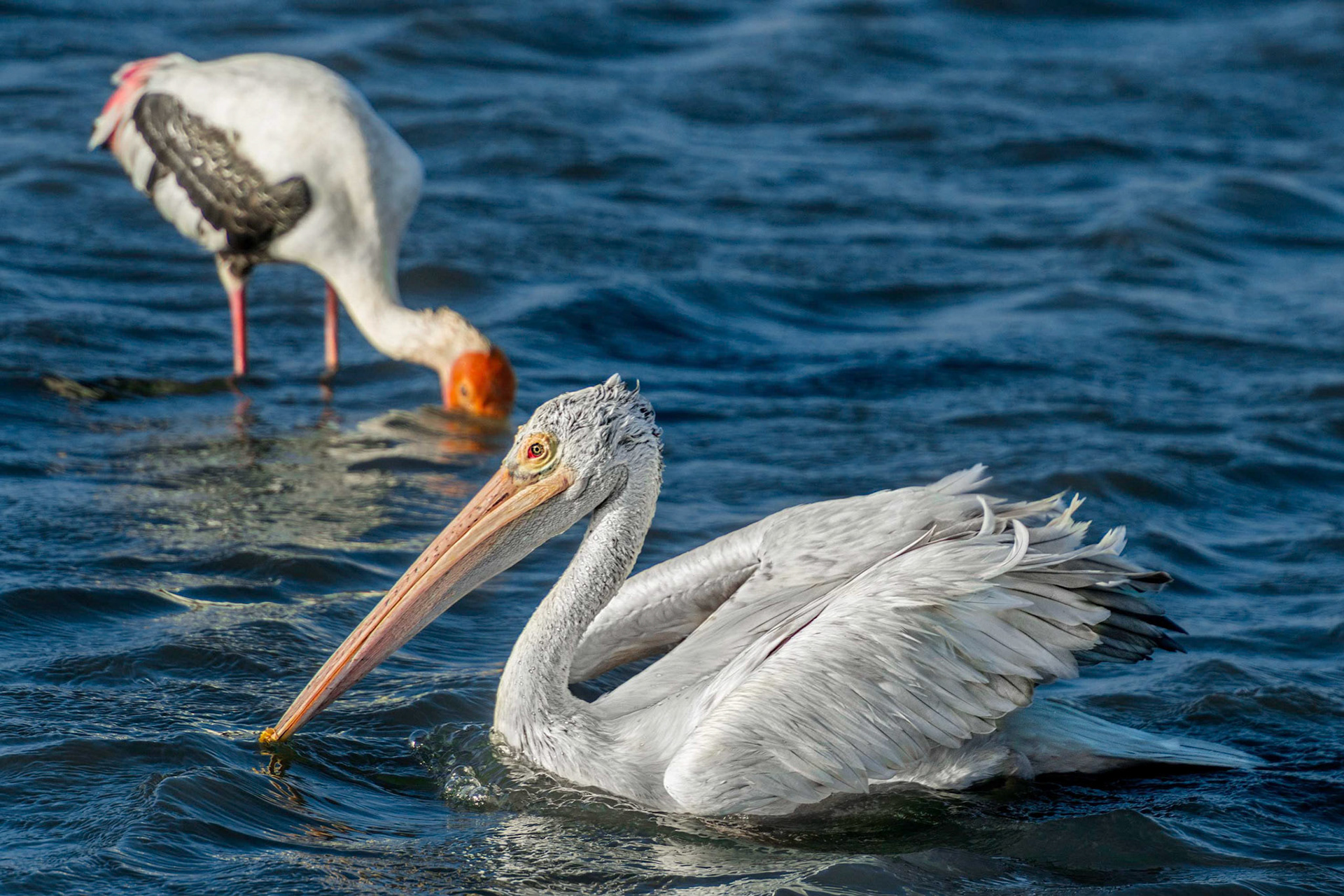 Spot-billed Pelican (Bundala, Sri Lanka)