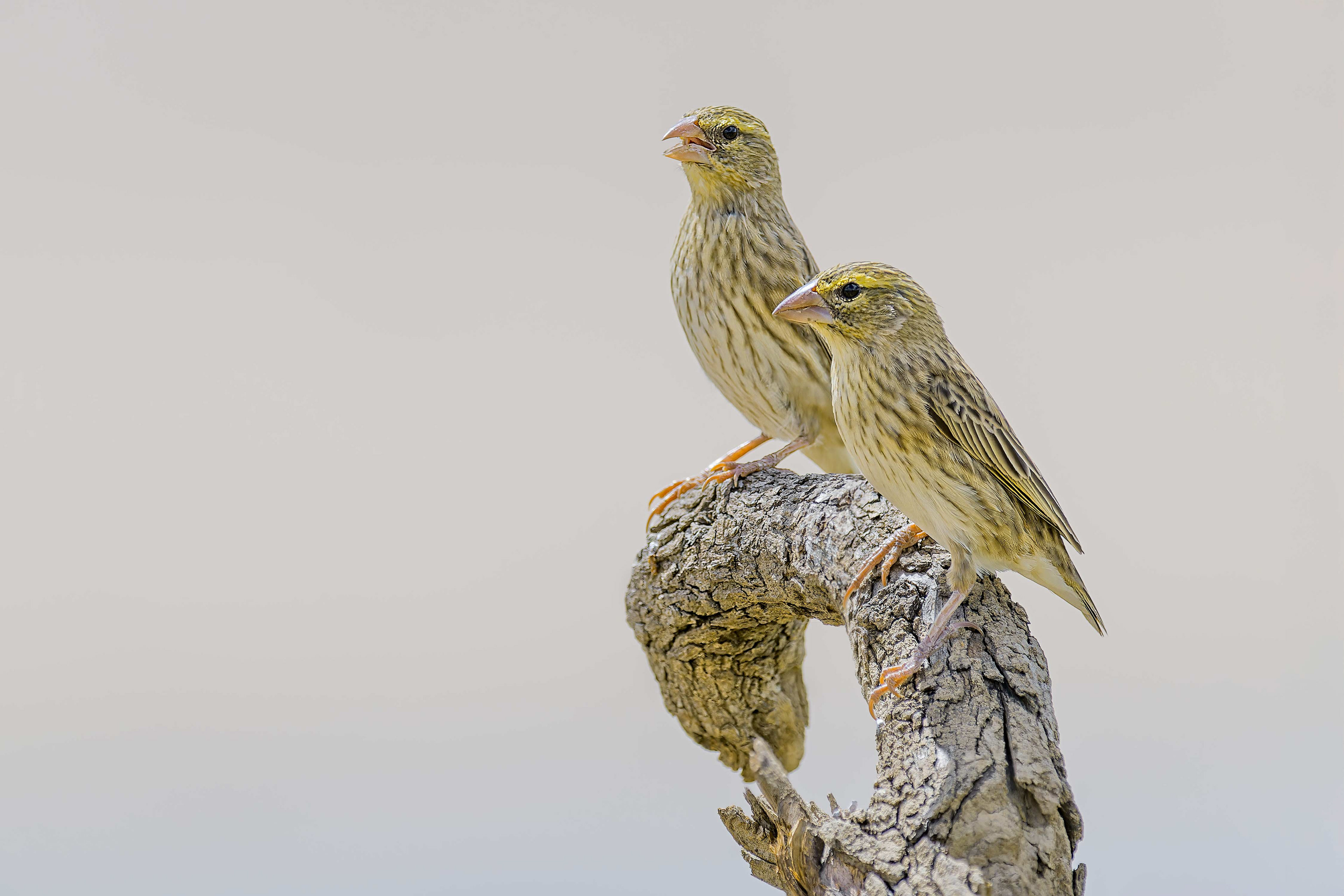 Black-throated Canary (Omaruru, Namibia)