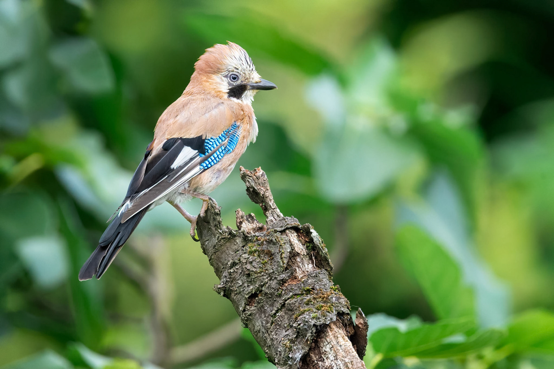 Eurasian Jay (Brussels, Belgium)