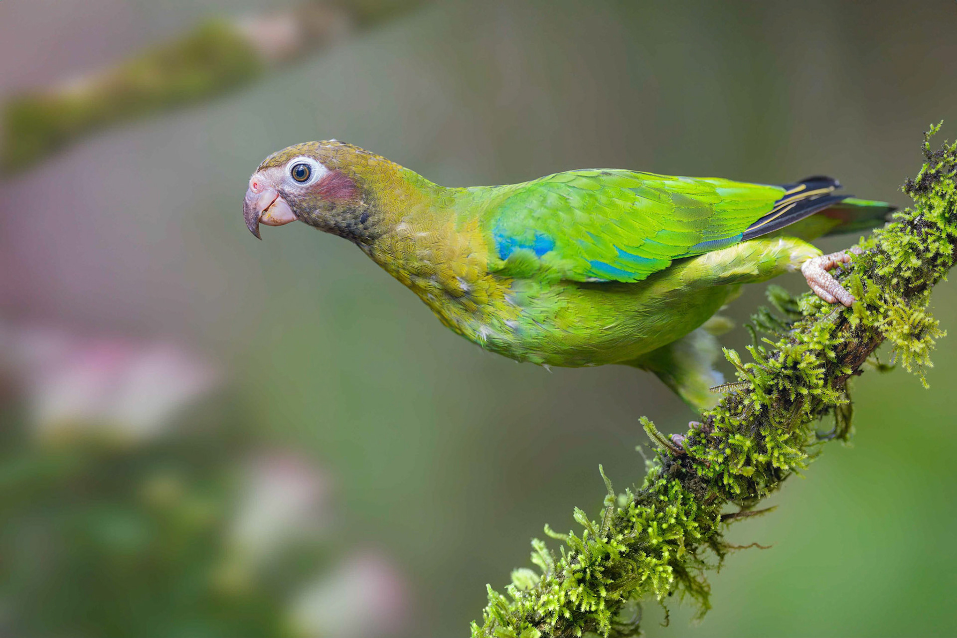 Brown-hooded Parrot (Boca Tapada, Costa Rica)