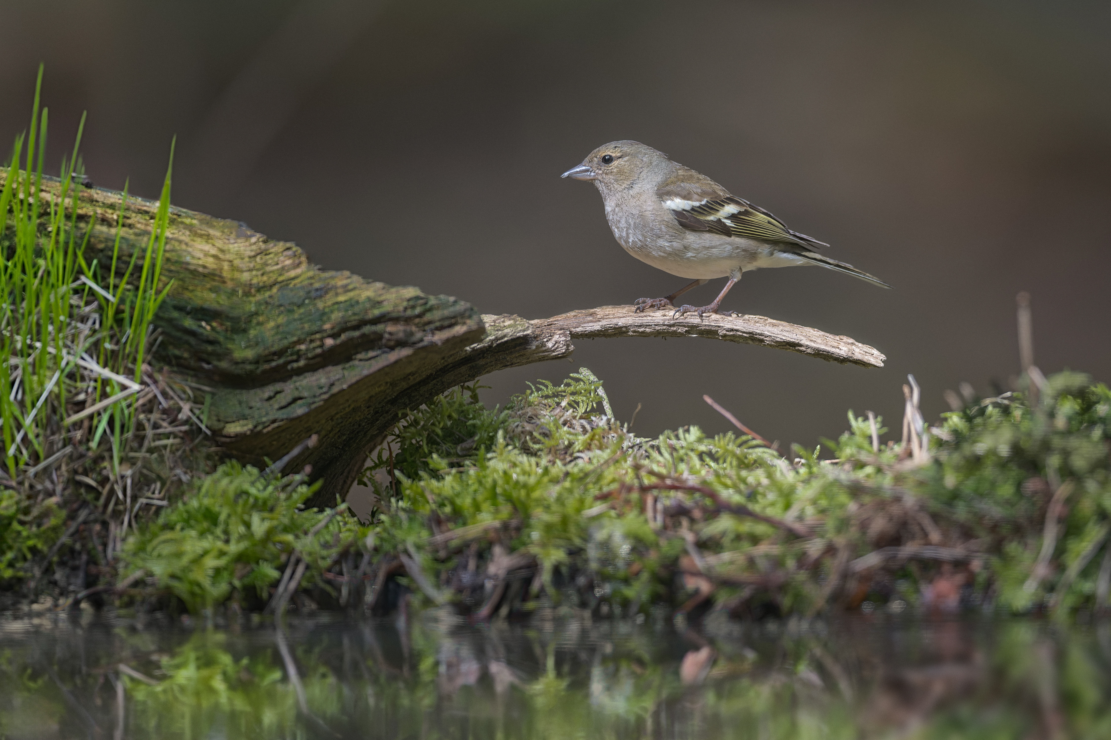 Common Chaffinch (Kalmthout, Belgium)