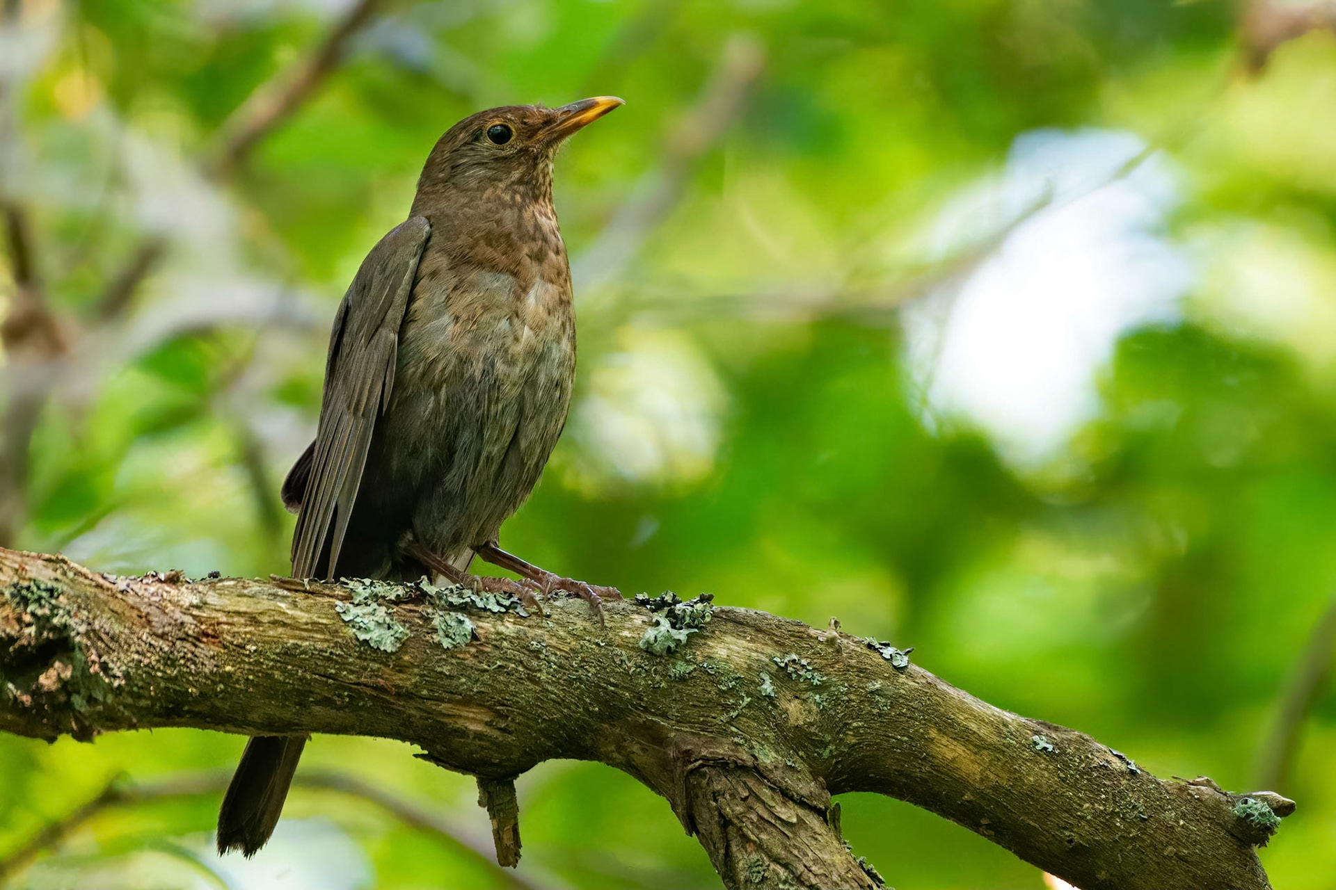 Eurasian Blackbird (Masku, Finland)