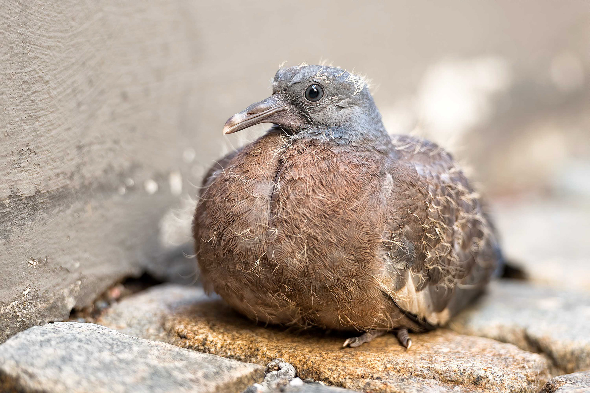 bird, wood pigeon, juvenile, Stockholm, Sweden