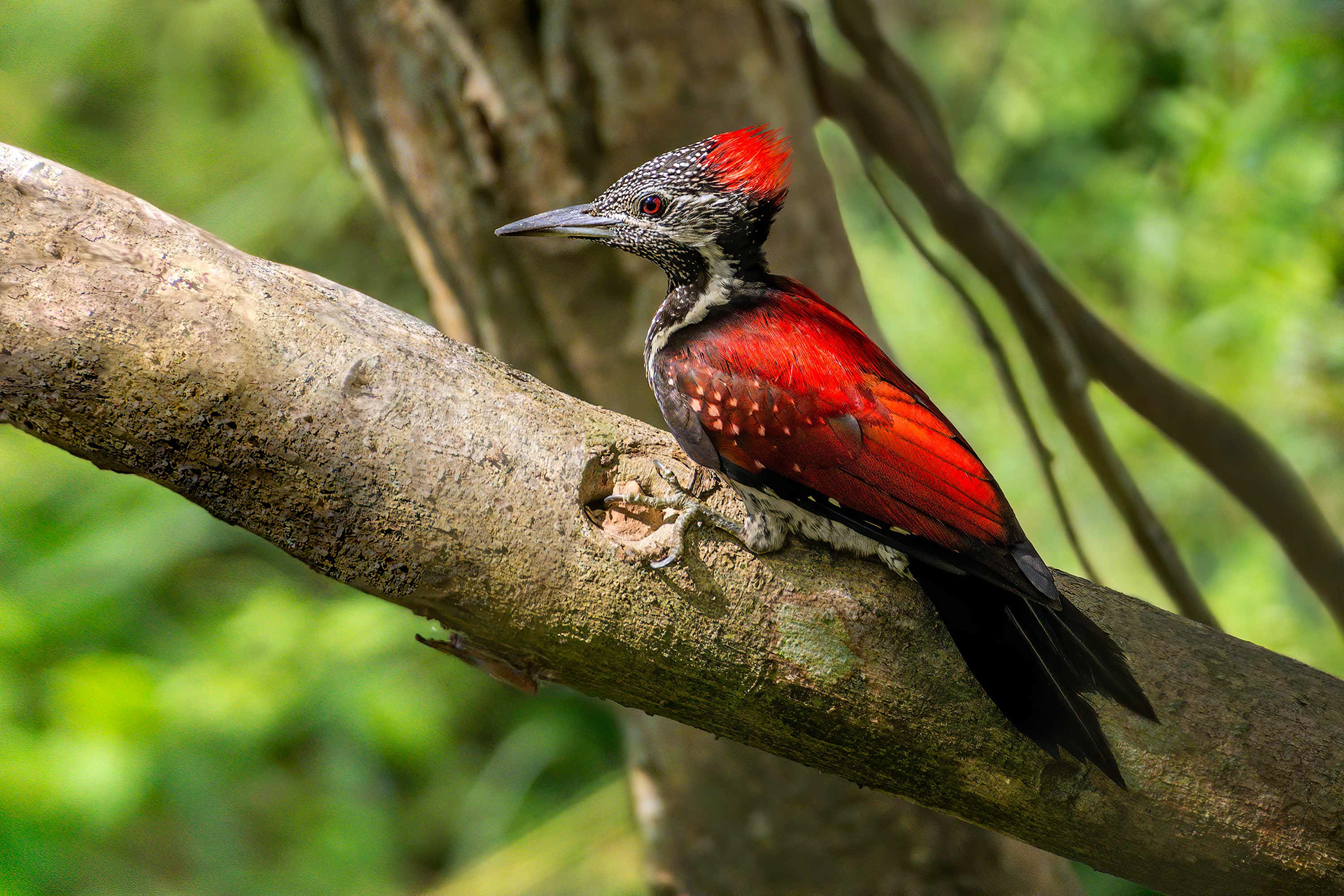 bird, black-rumped flameback, Tissa, Sri Lanka