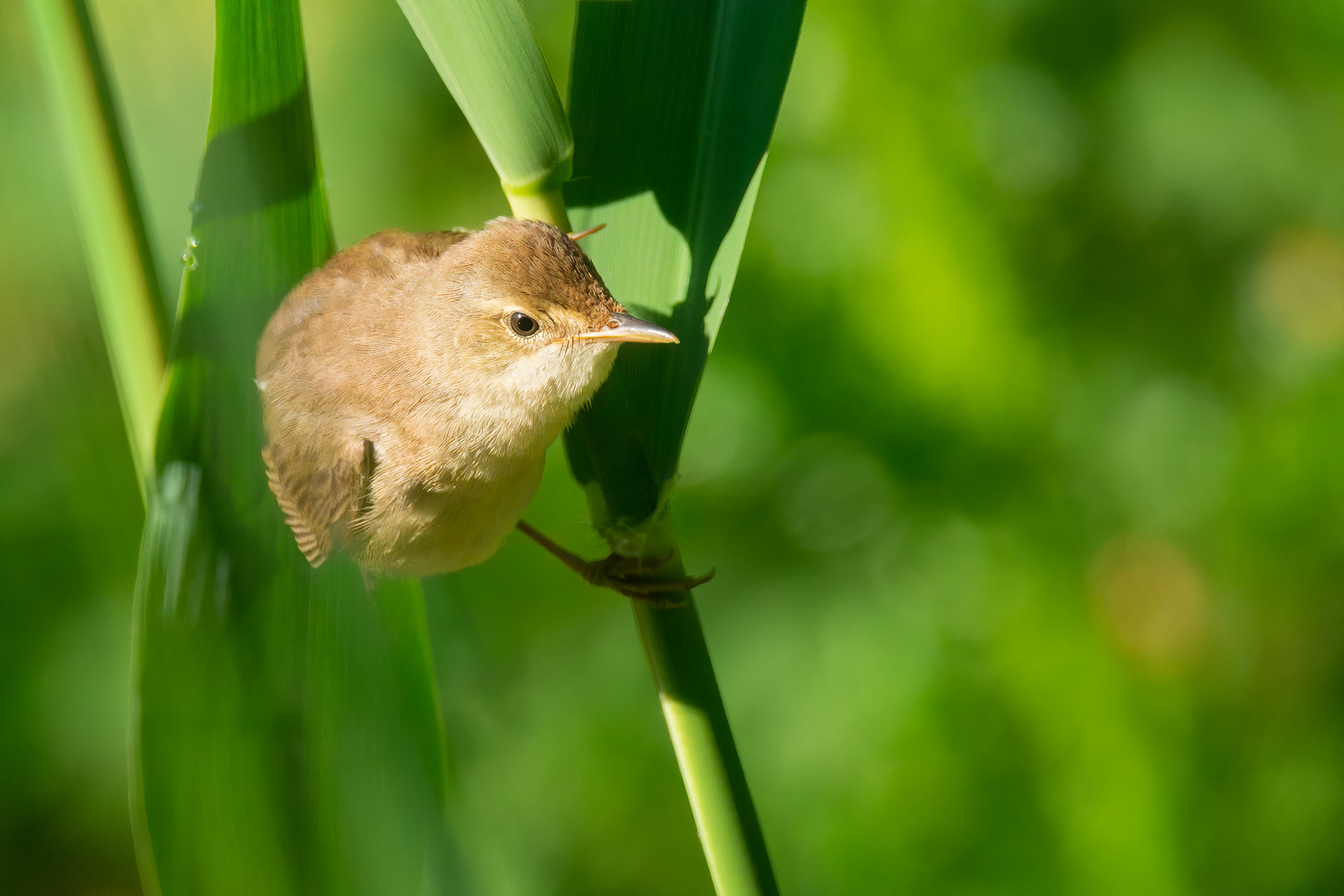 bird, European reed warbler, Brussels, Belgium
