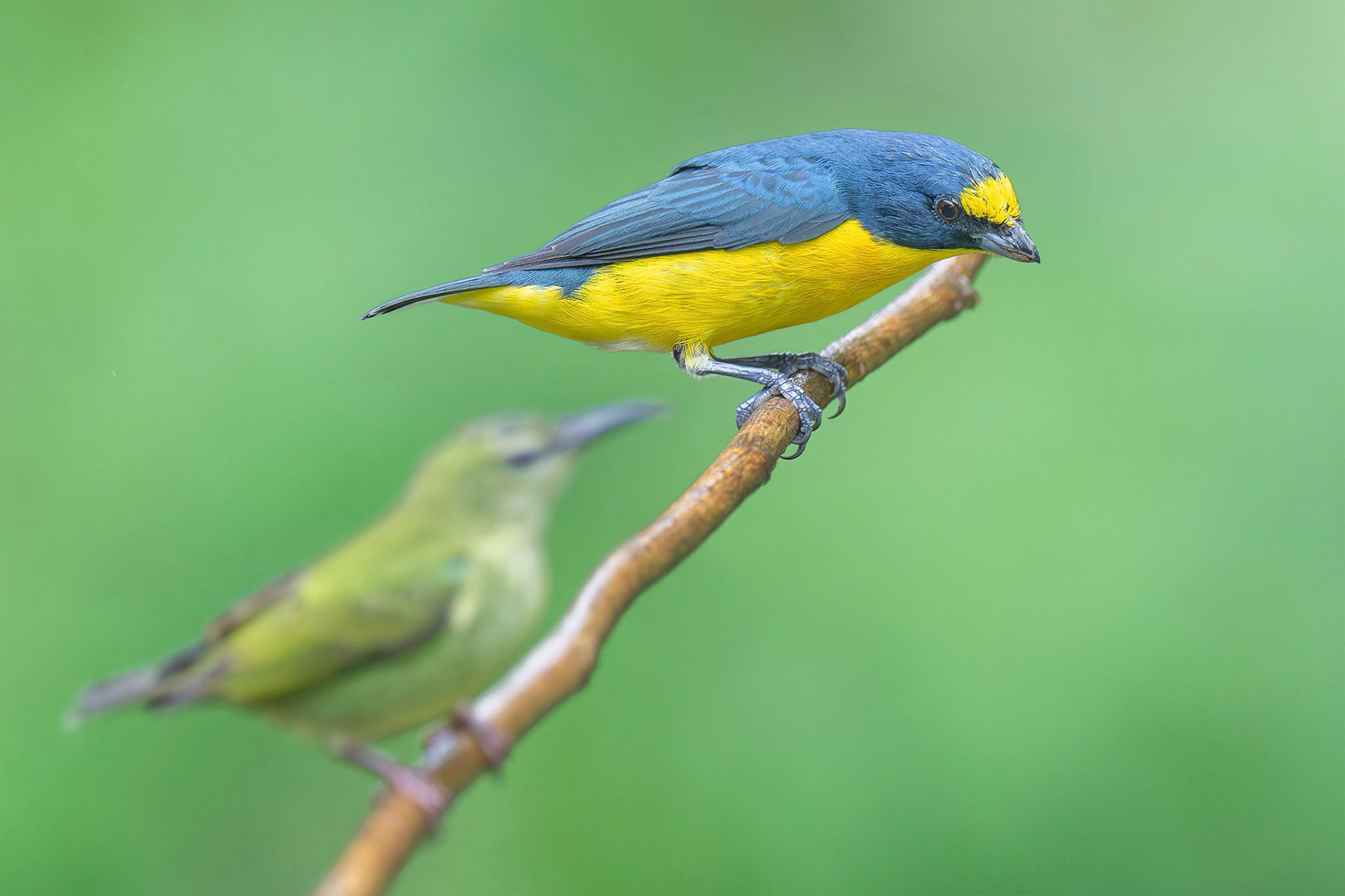 Yellow-throated Euphonia (Arenal, Costa-Rica)
