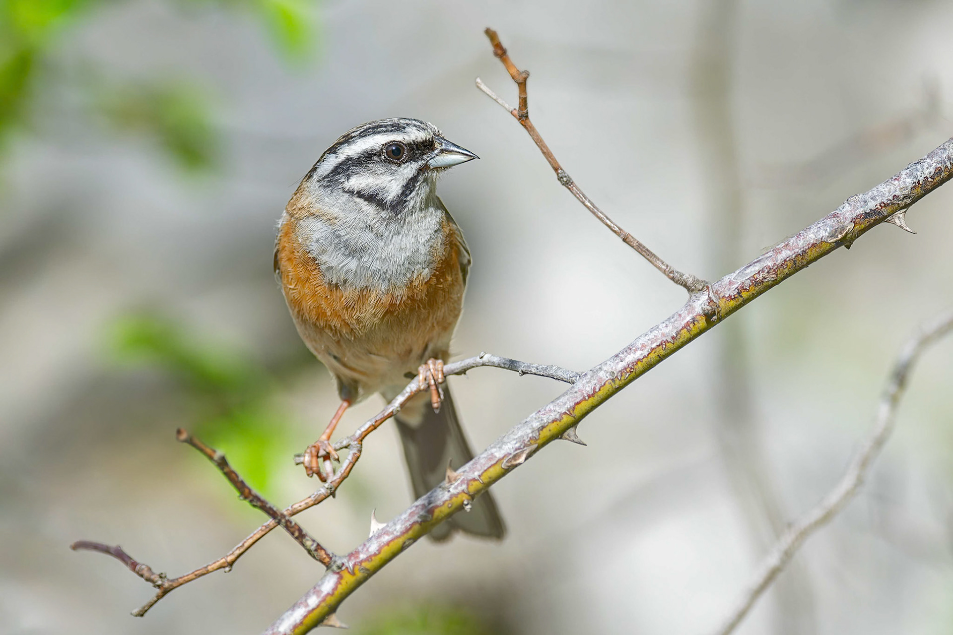 Rock Bunting (Bükki, Hungary)