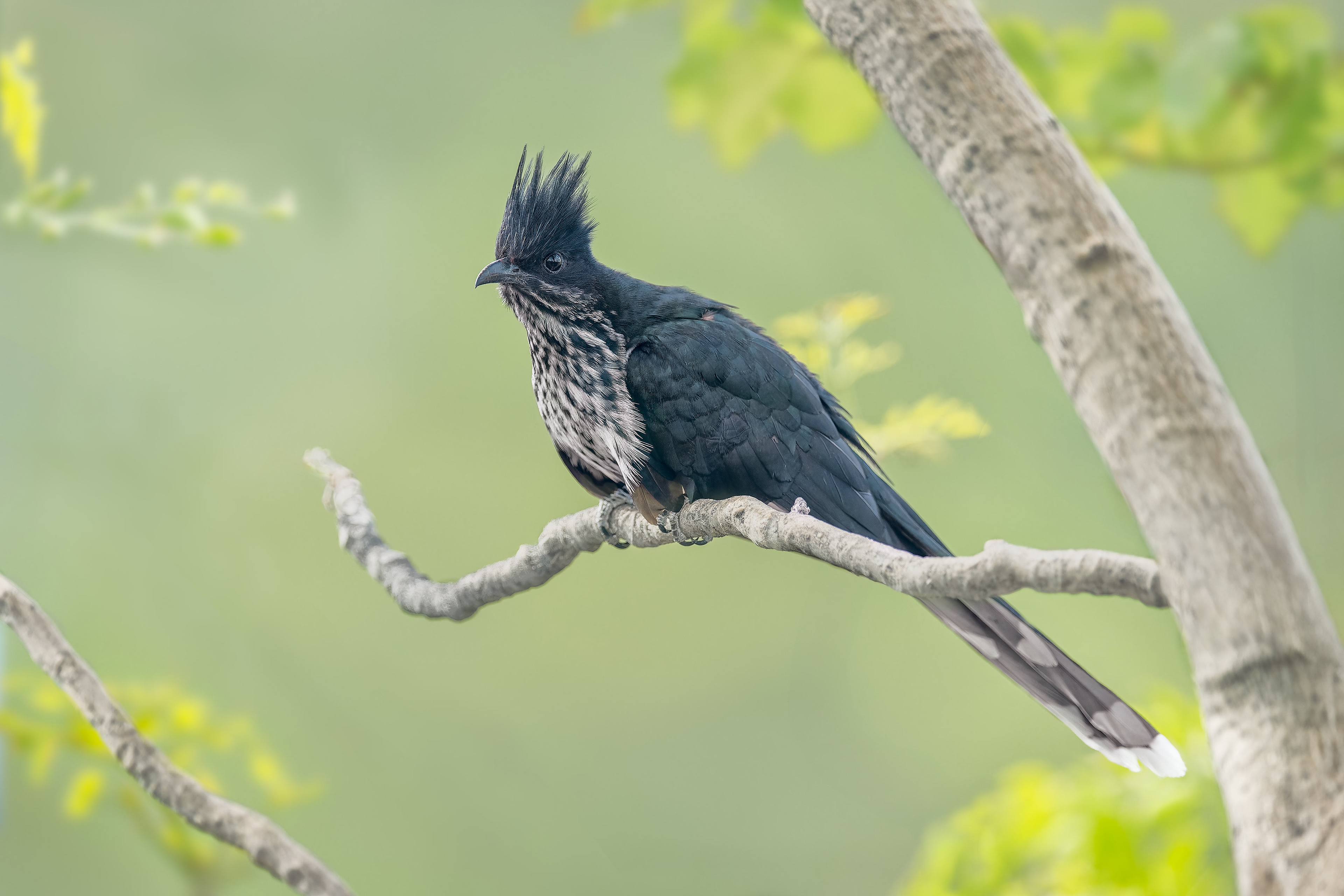 Levaillant's Cuckoo (Etosha, Namibia)