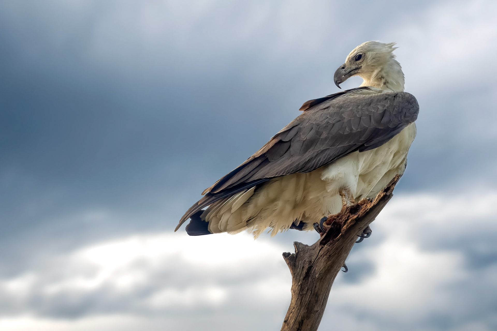 White-bellied Sea Eagle (Habarana, Sri Lanka)