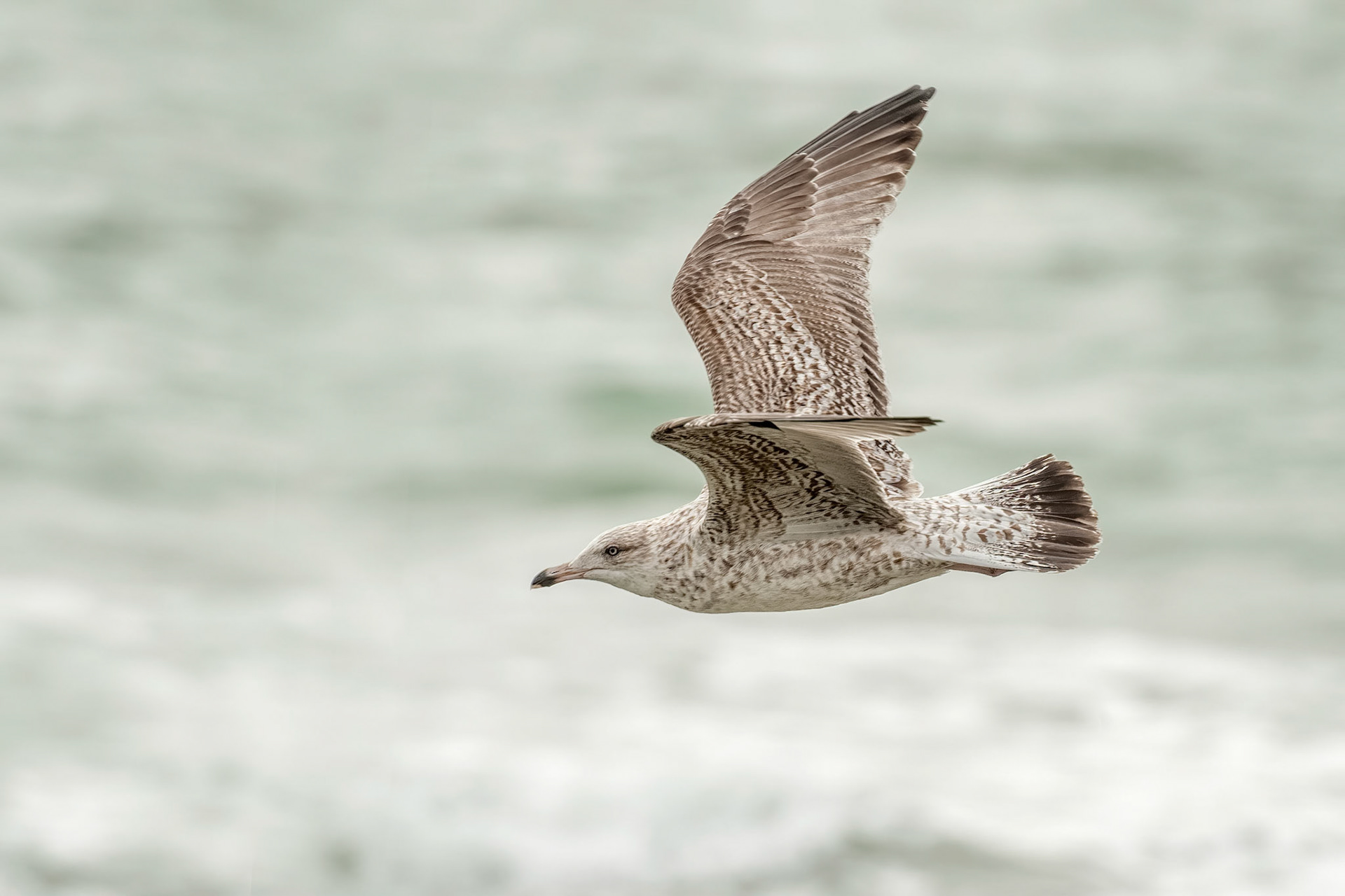Herring Gull (Escalles, France)