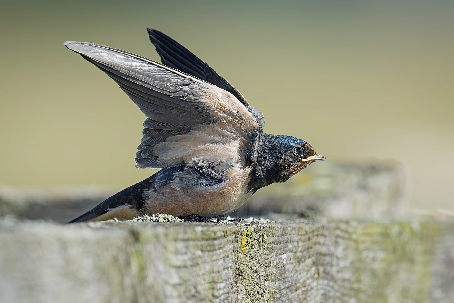 Barn Swallow (Uitkerkse Polders, Belgium)