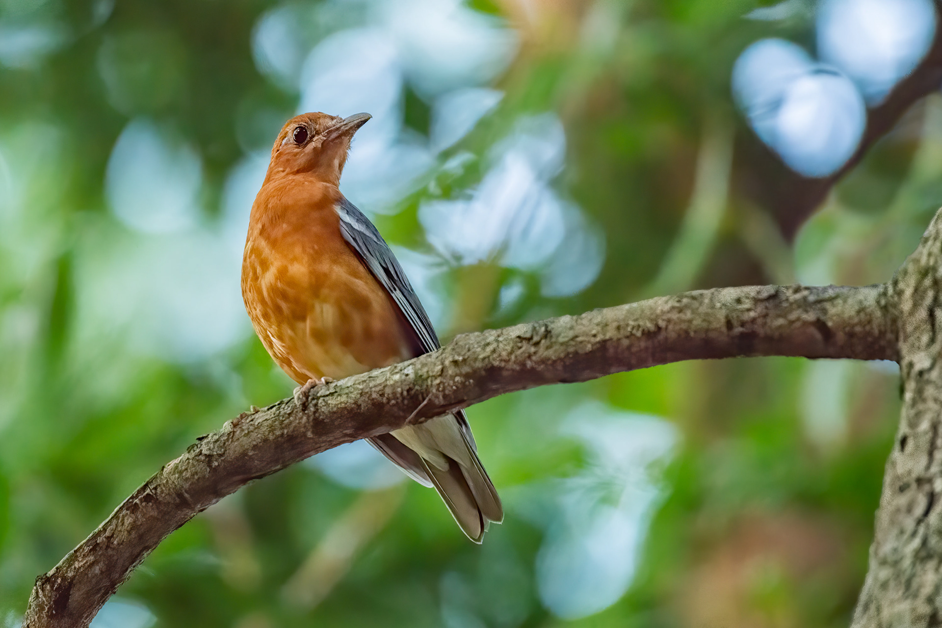 bird, orange-headed thrush, Sri Lanka, Habarana