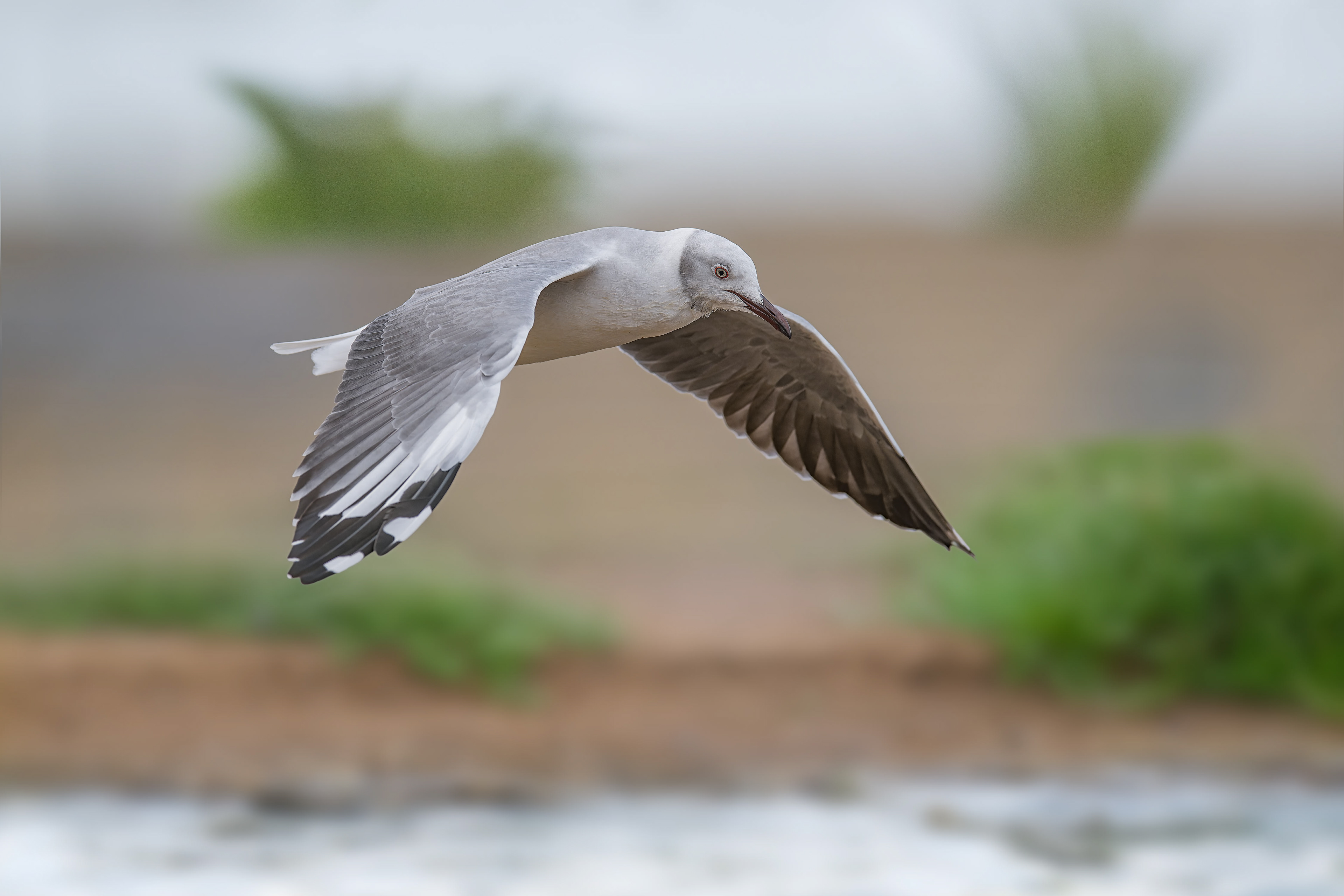 Gray-hooded Gull (Walvis Bay, Namibia)