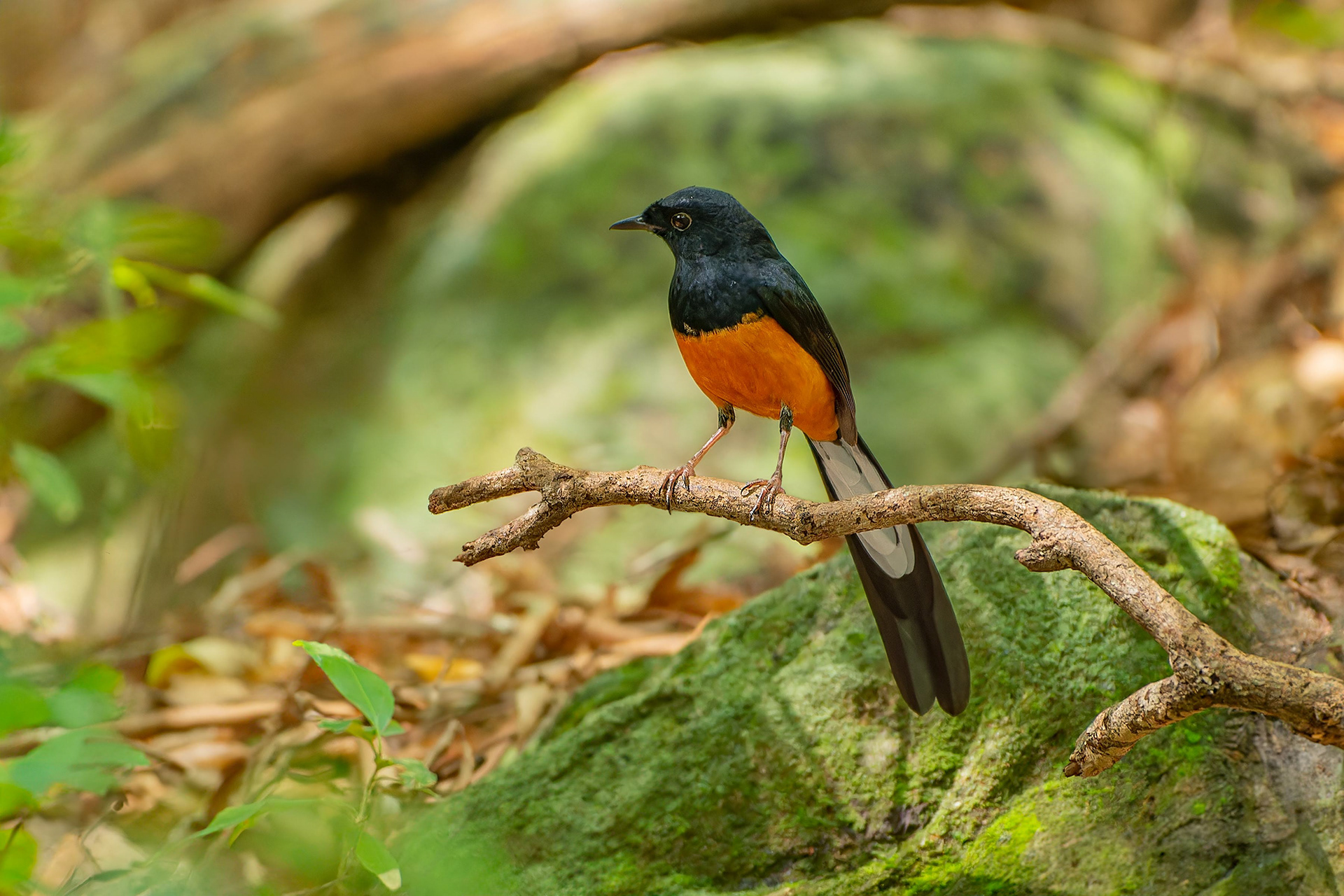 White-rumped Shama (Habarana, Sri Lanka)