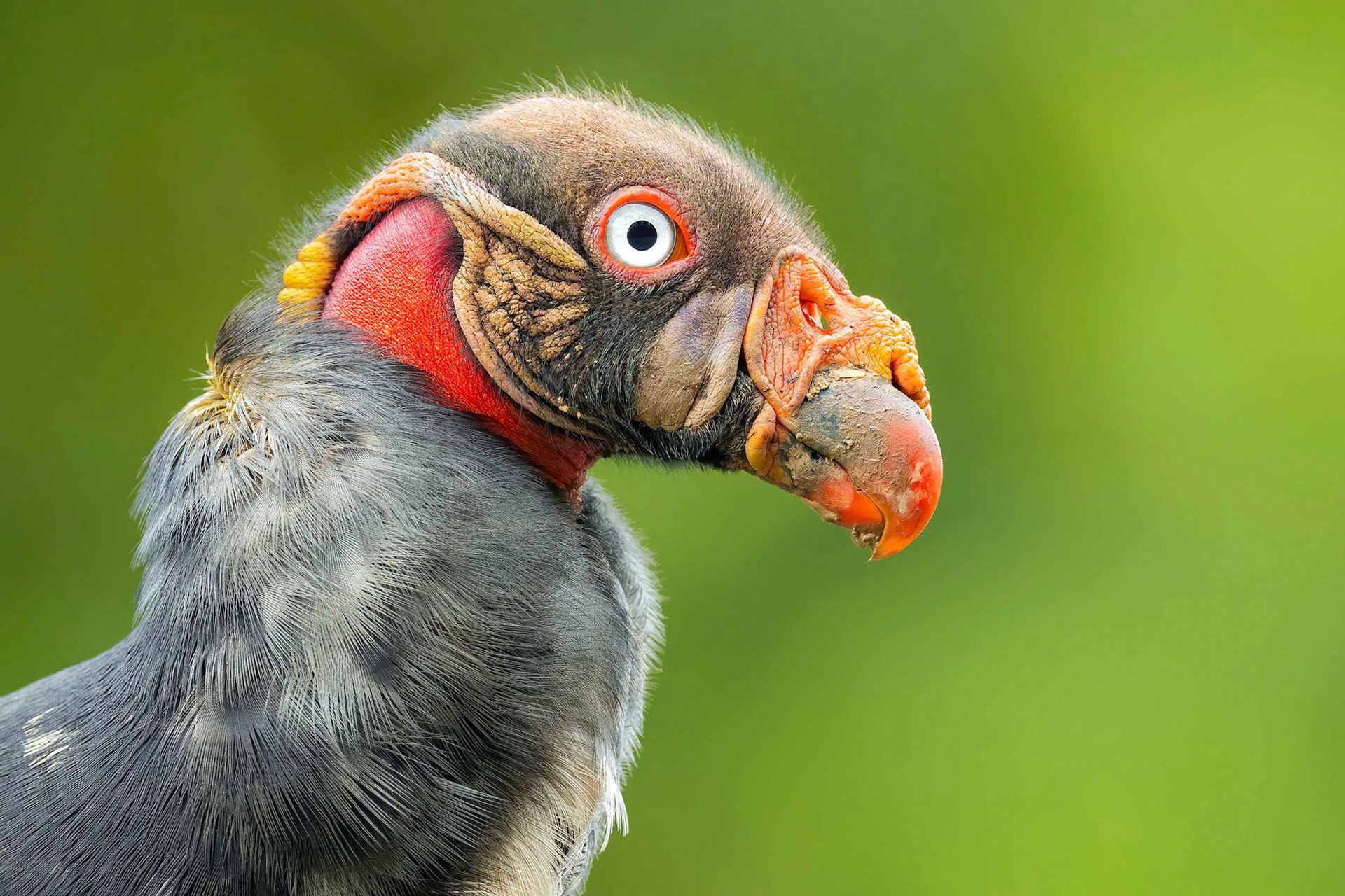 King vulture (Boca Tapada, Costa Rica)