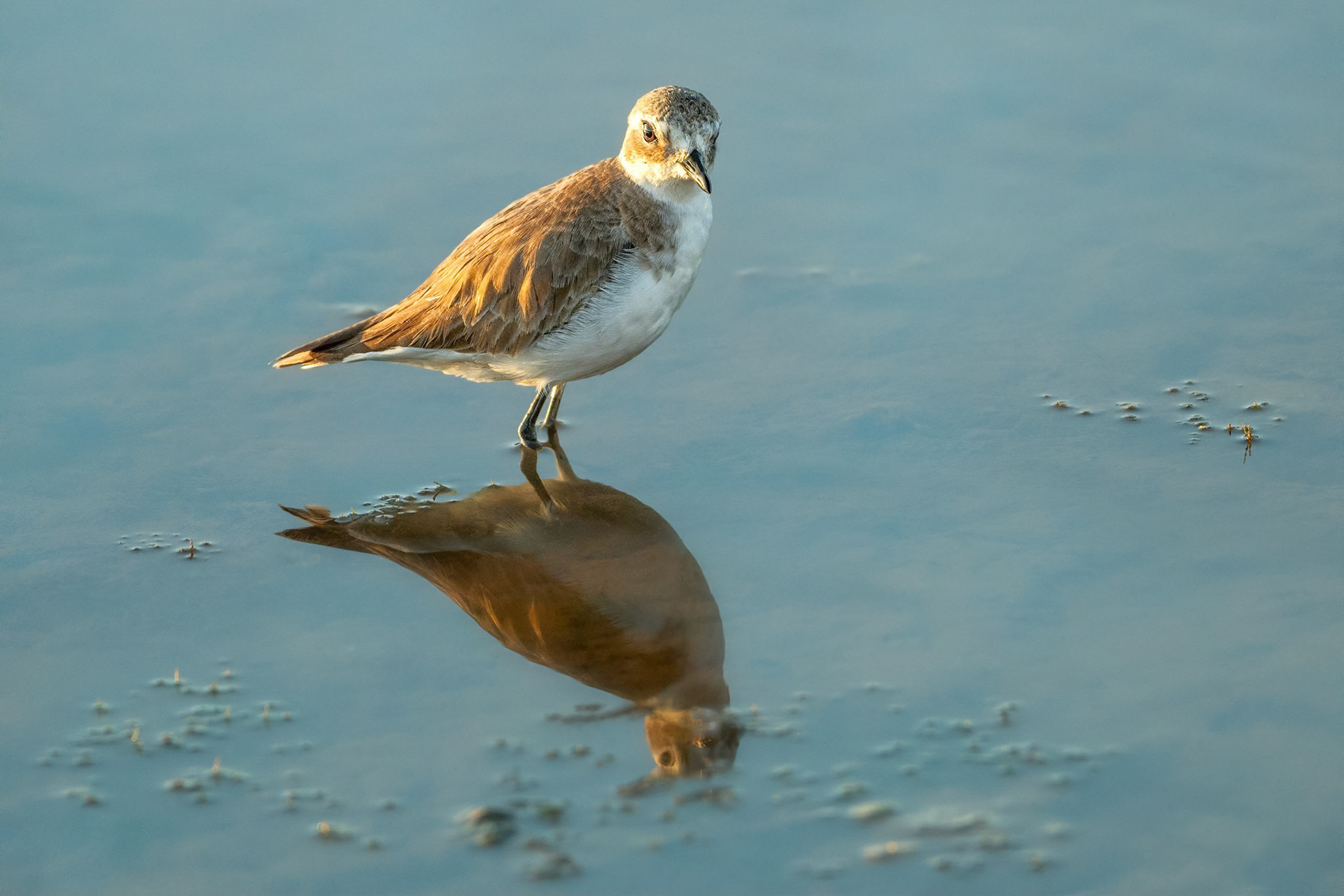 Kentish Plover (Bundala, Sri Lanka)