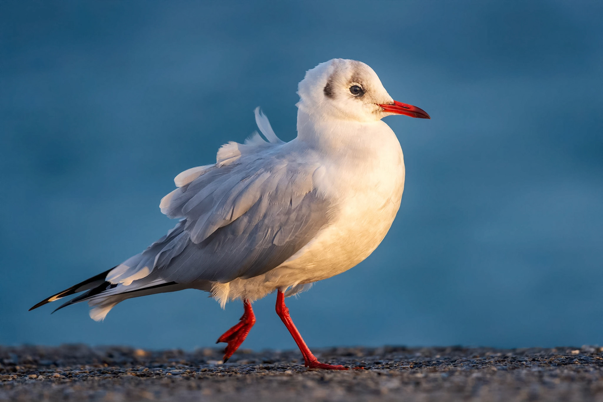 Black-headed Gull (Camaret-sur-Mer, France)