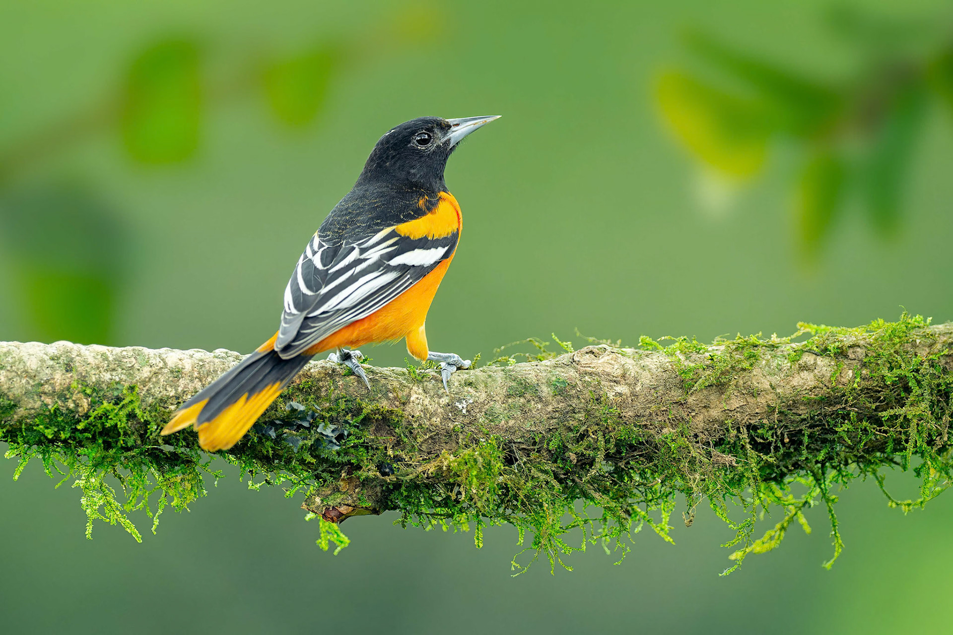 Baltimore Oriole (Boca Tapada, Costa Rica)