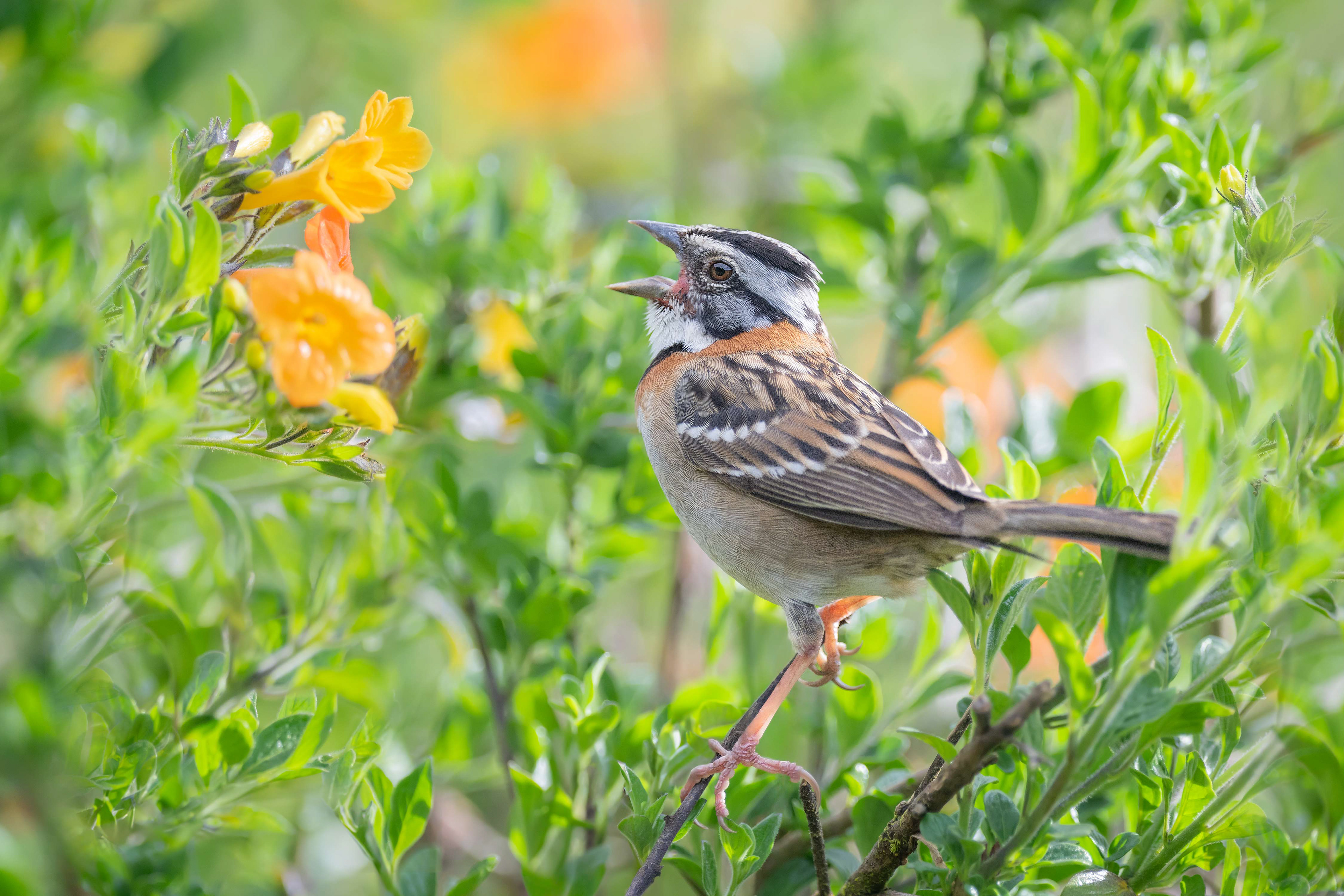 Rufous-collared Sparrow (Savegre, Costa Rica)