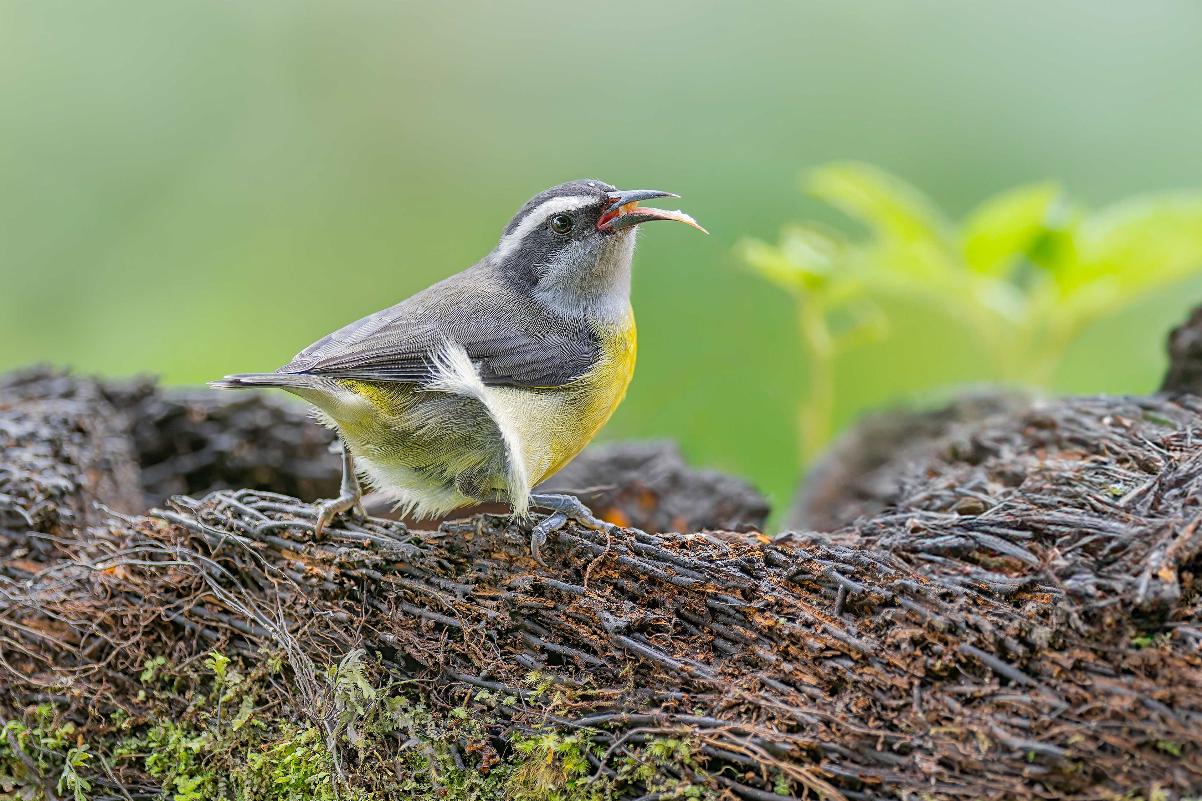 Bananaquit (Arenal, Costa Rica)